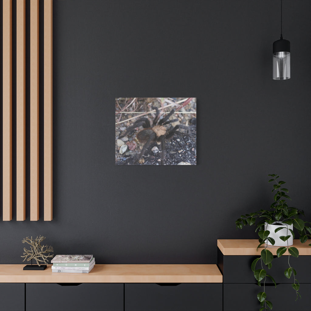 Tarantula Canvas Print — Matte Stretched Wall Art