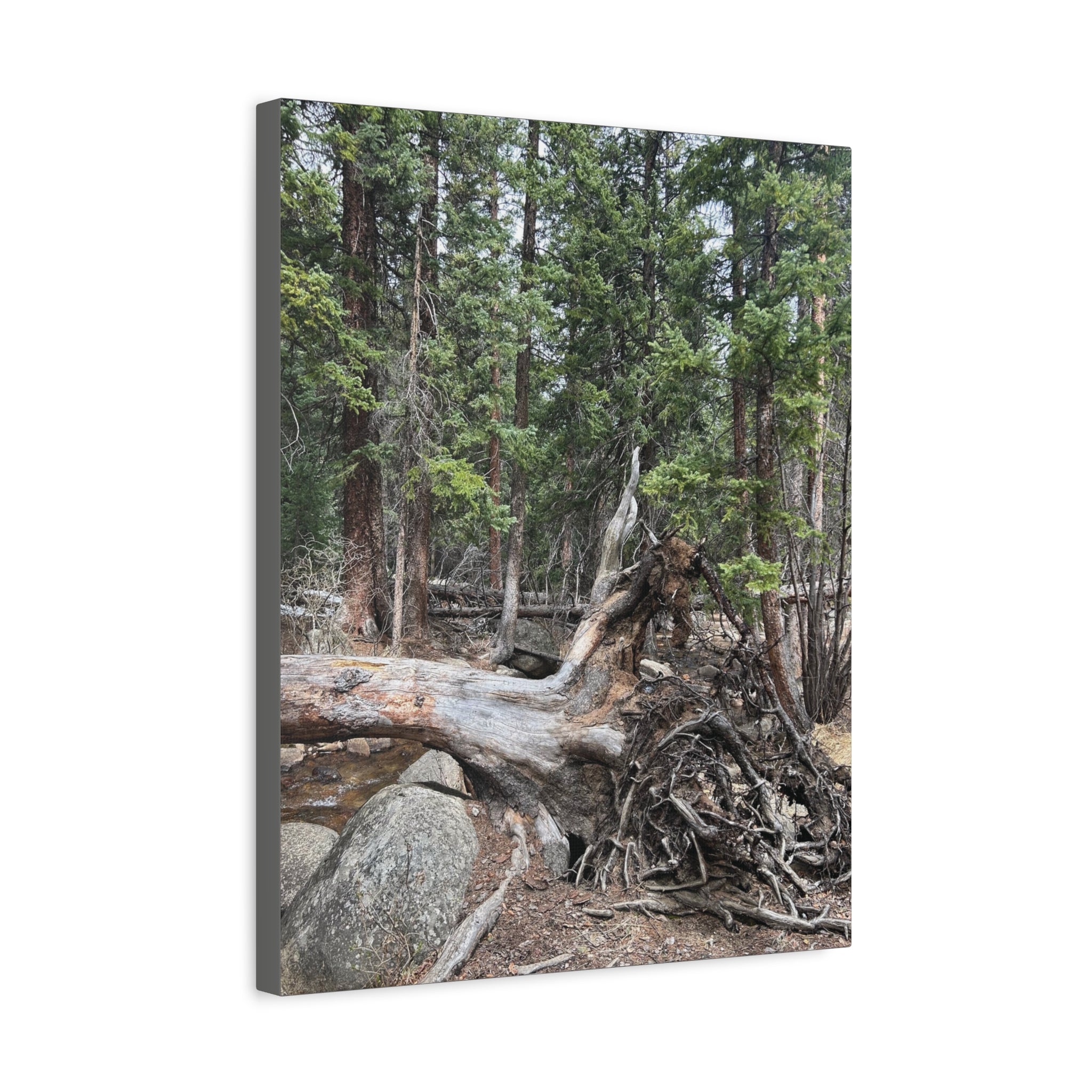 Forest Rootscape Matte Canvas Print — Stretched Wall Art