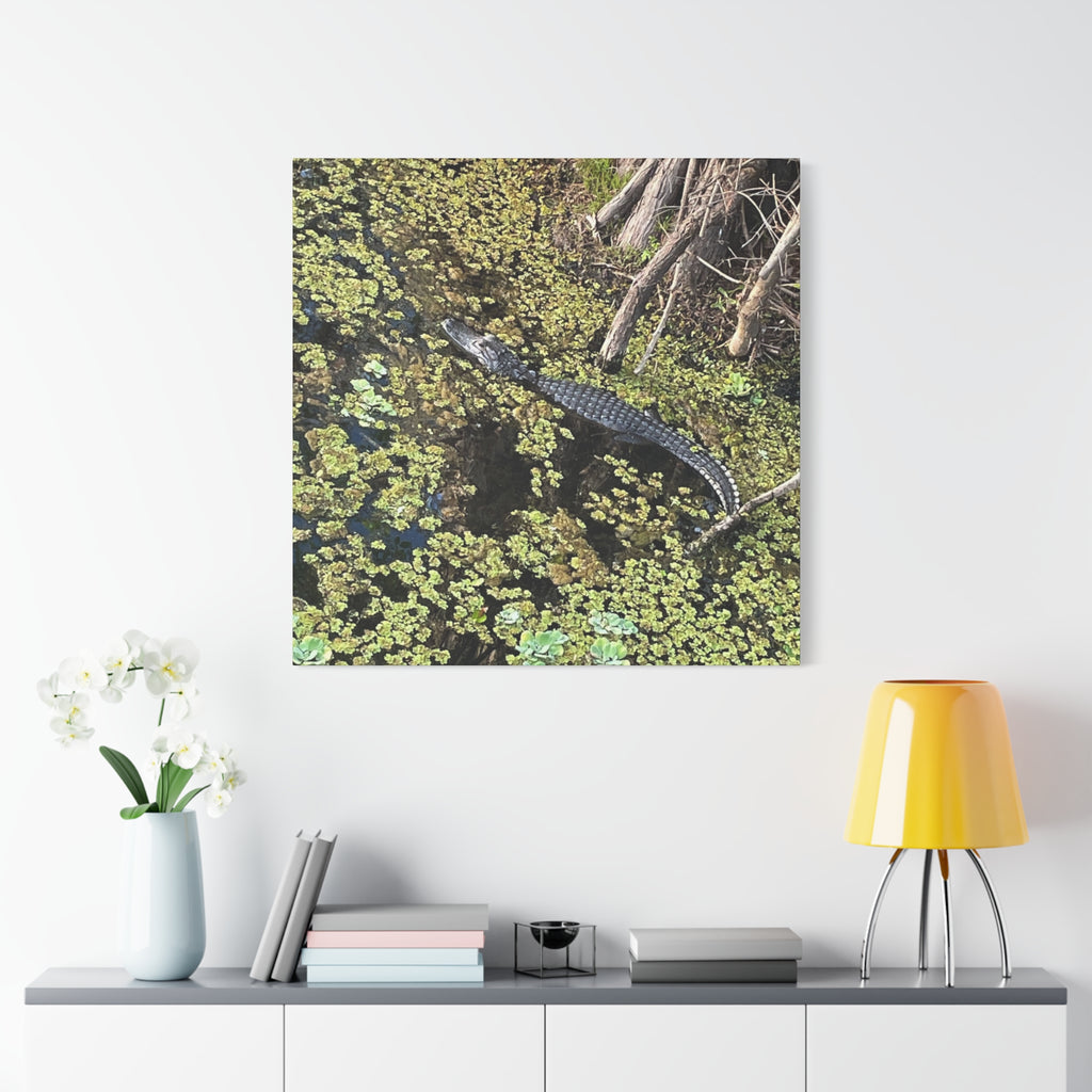 Alligator Photography Canvas Print — Matte Stretched Wall Art