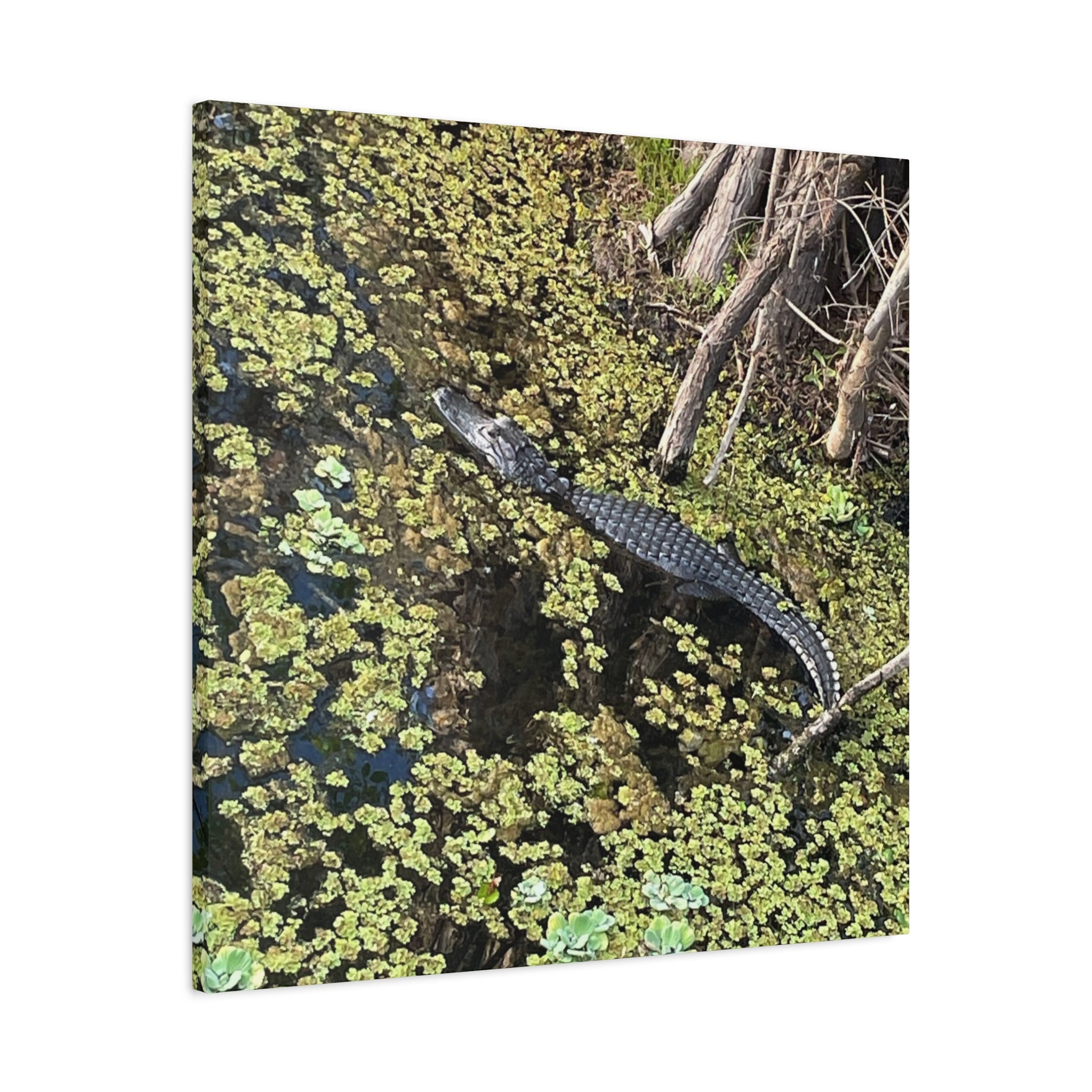 Alligator Photography Canvas Print — Matte Stretched Wall Art