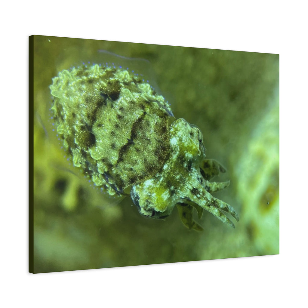 Dwarf Cuttlefish Canvas Print — Matte Stretched Sea Life Wall Art