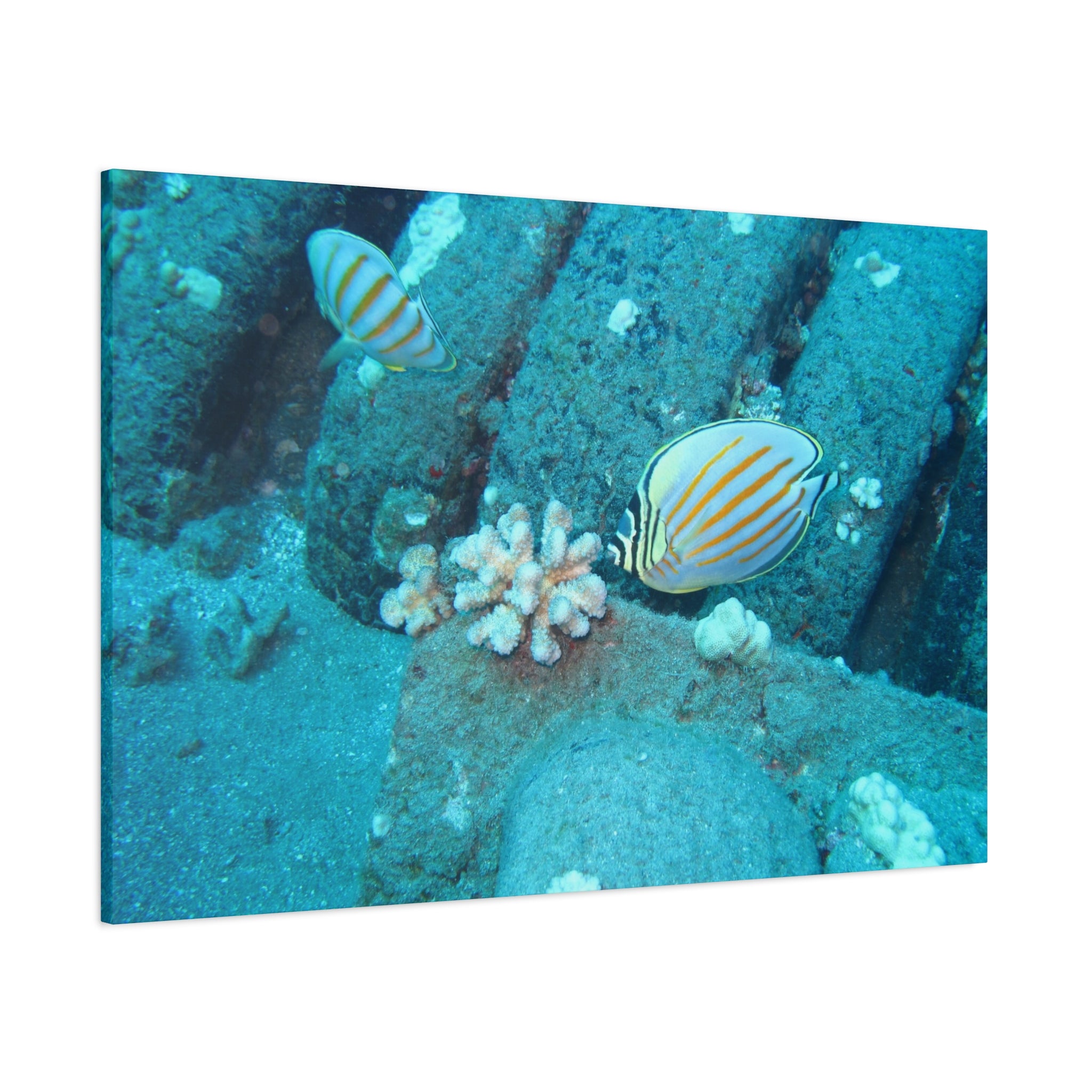 Tropical Butterflyfish Canvas Print — Underwater Coral Reef Wall Art