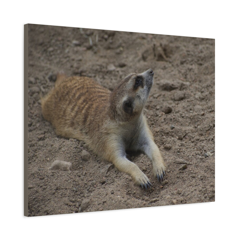 Meerkat Stretch Canvas Wall Art – Relaxed Desert Wildlife Print