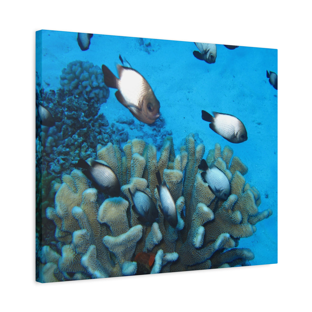 Underwater Coral Reef Canvas Wall Art — Tropical Fish Matte Stretched Canvas