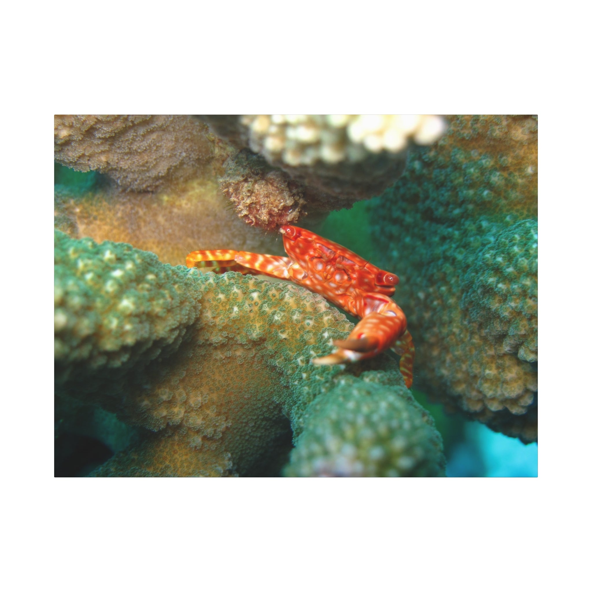 Coral Reef Crab Matte Canvas Print — Underwater Marine Wall Art