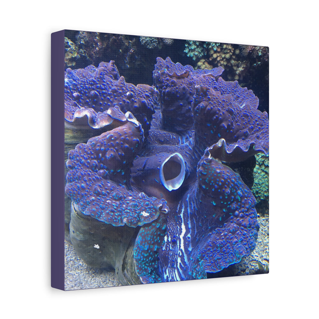 Blue Tridacna Clam Matte Canvas Print — Vibrant Ocean Coral Wall Art