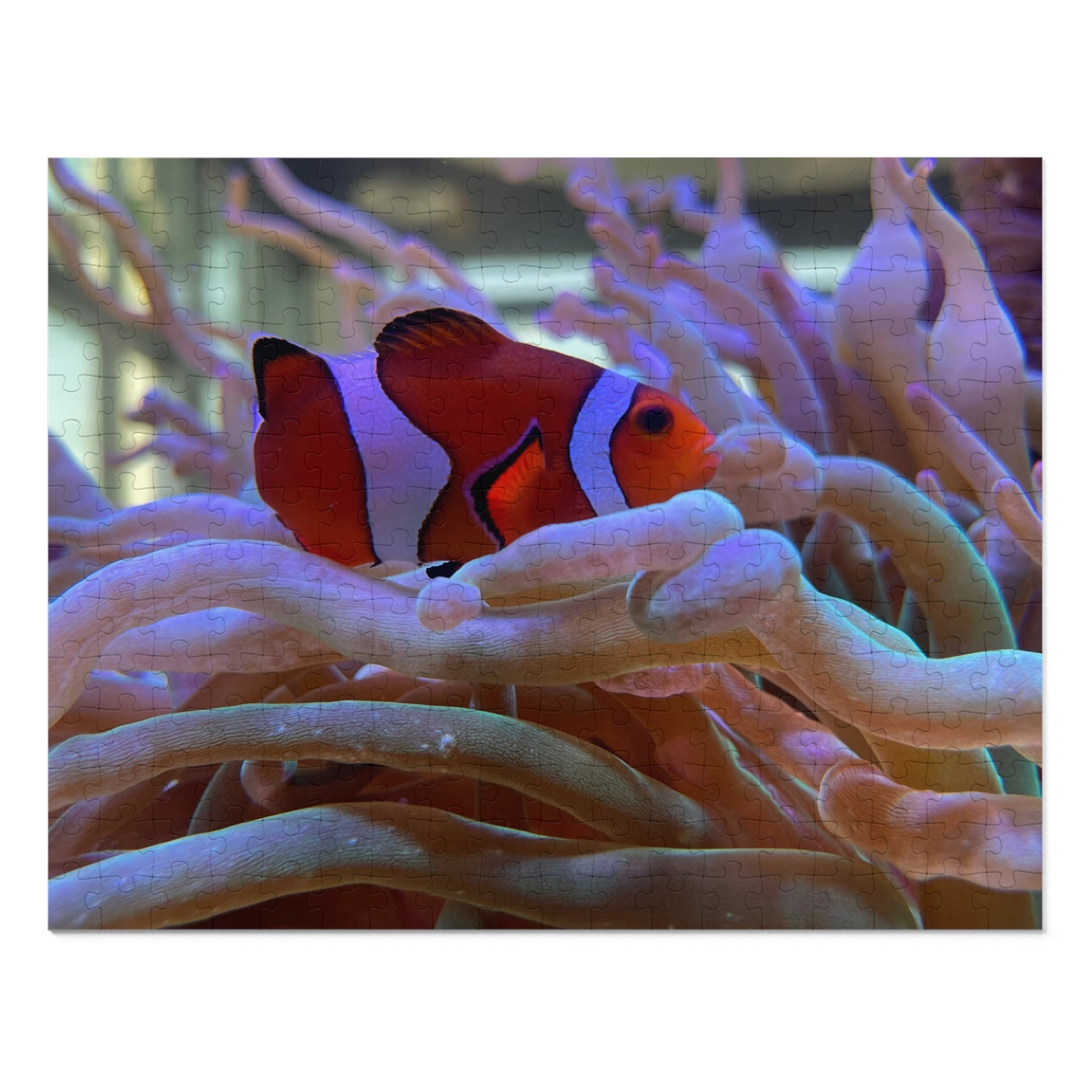 Clownfish Reef Jigsaw Puzzle — Puzzle with Tin Gift Box