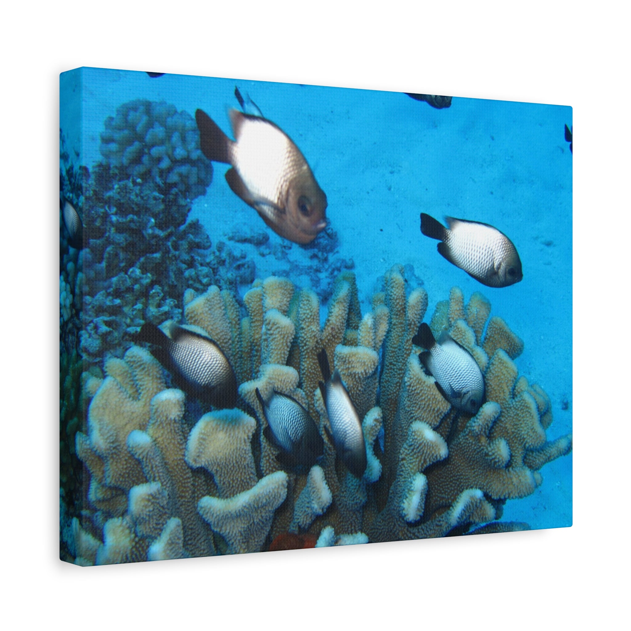 Underwater Coral Reef Canvas Wall Art — Tropical Fish Matte Stretched Canvas