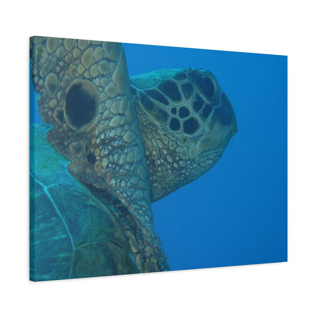 Green Sea Turtle Wall Canvas — Matte Stretched Ocean Photography Art