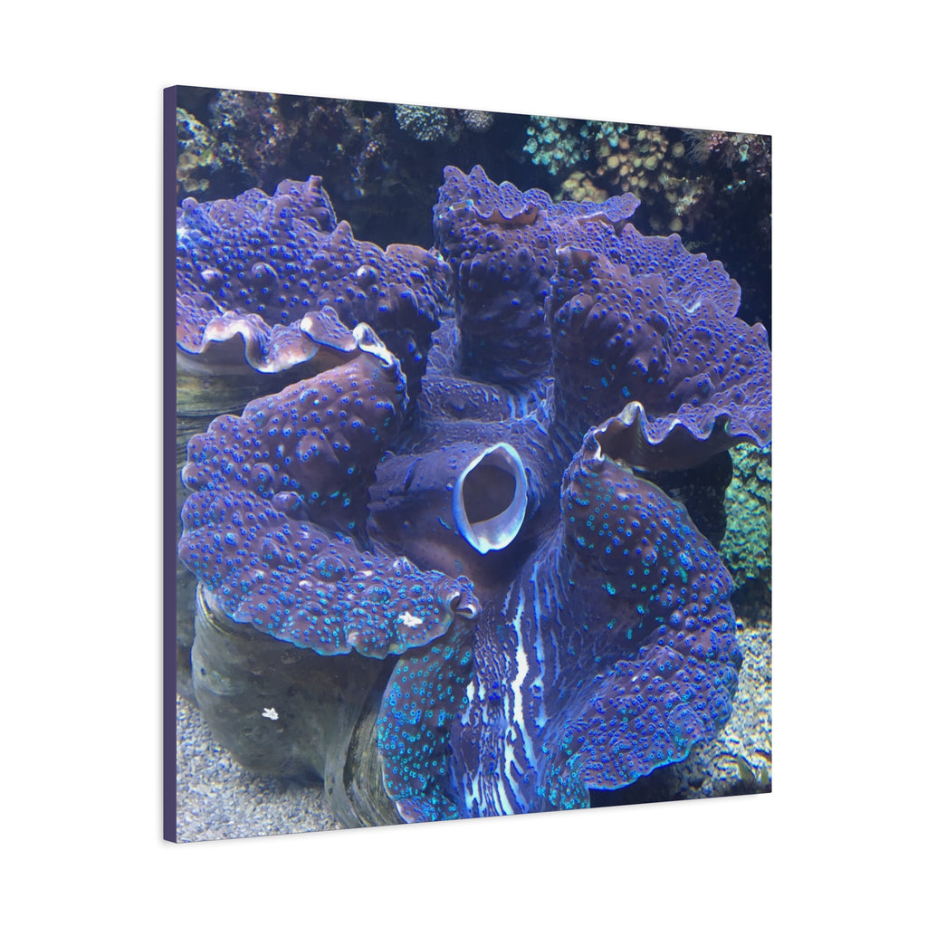 Blue Tridacna Clam Matte Canvas Print — Vibrant Ocean Coral Wall Art