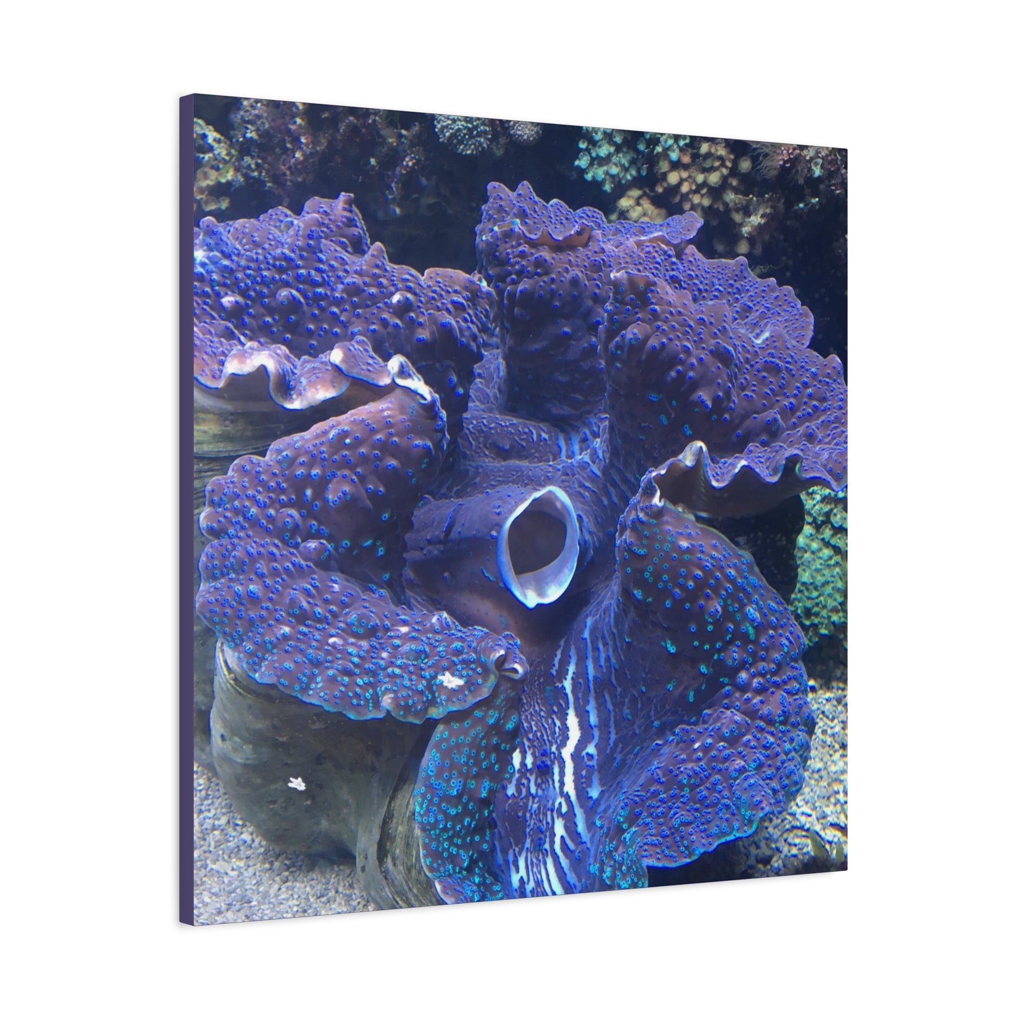 Blue Tridacna Clam Matte Canvas Print — Vibrant Ocean Coral Wall Art