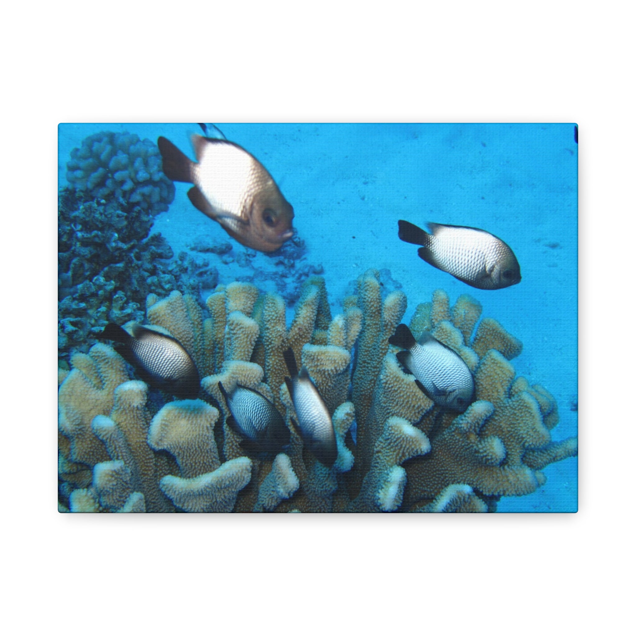 Underwater Coral Reef Canvas Wall Art — Tropical Fish Matte Stretched Canvas