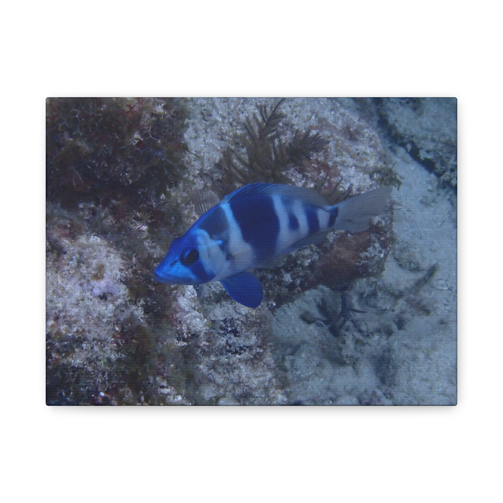 Indigo Hamlet Canvas Print — Underwater Matte Stretched Wall Art
