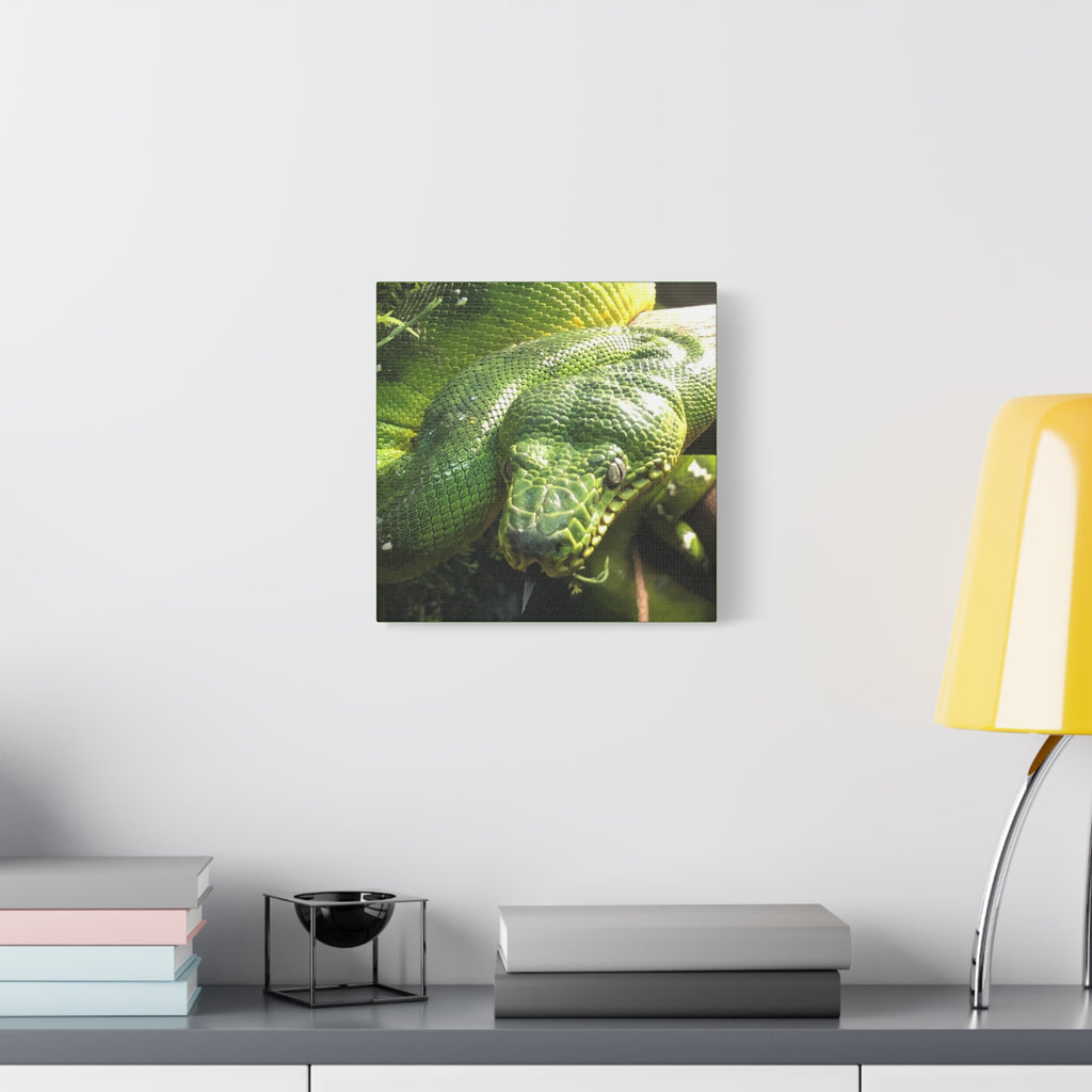 Green Tree Python Canvas Print — Tropical Snake Wall Art (Matte Stretched)