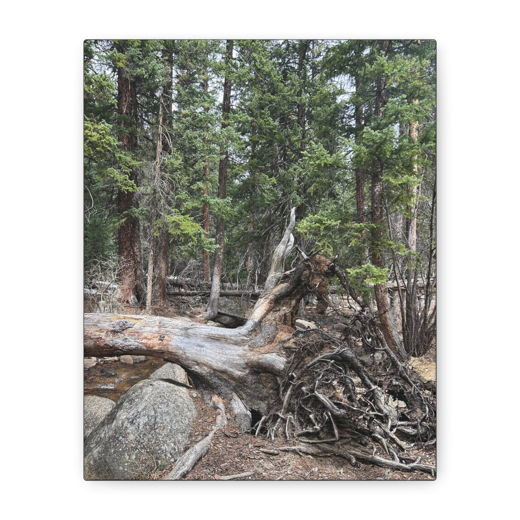 Forest Rootscape Matte Canvas Print — Stretched Wall Art