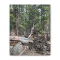 Forest Rootscape Matte Canvas Print — Stretched Wall Art