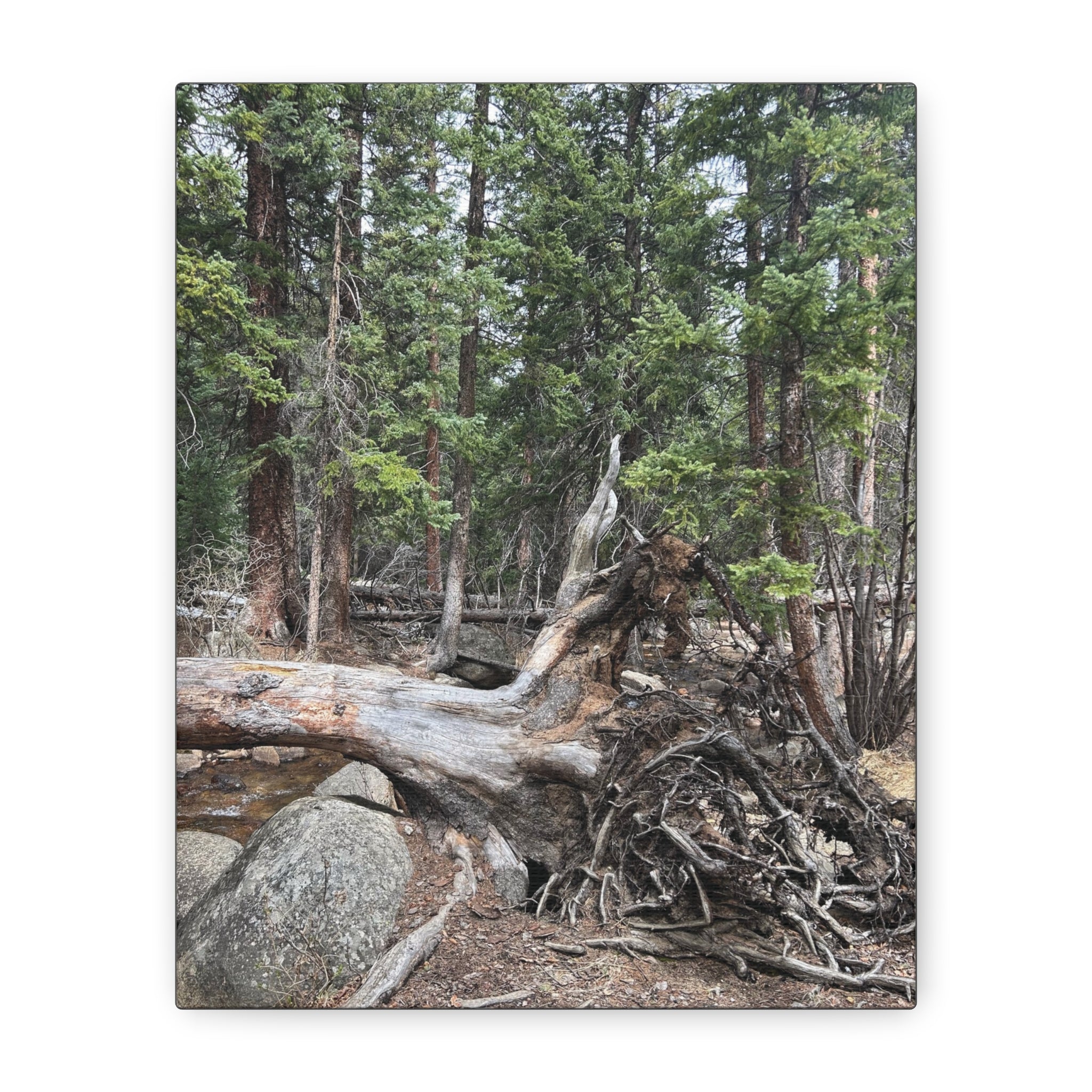 Forest Rootscape Matte Canvas Print — Stretched Wall Art