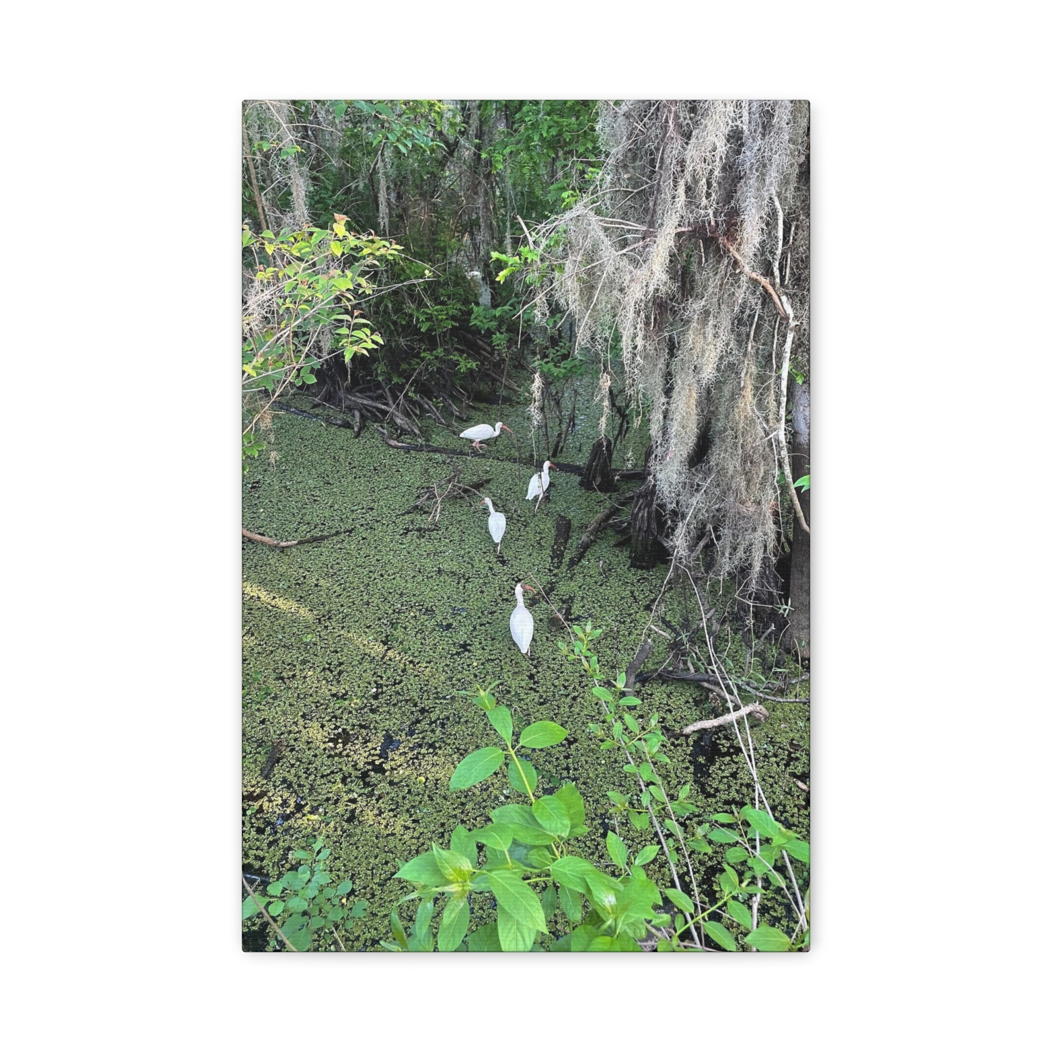 Swamp Egrets Canvas Print — Matte Stretched Nature Wall Art