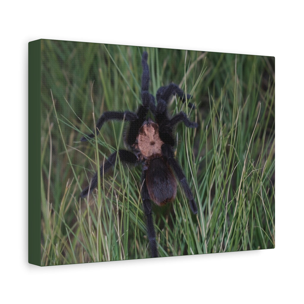 Roaming Tarantula Wall Art Canvas - Realistic Spider Photography on Matte Stretched Canvas