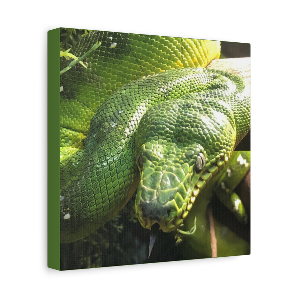 Green Tree Python Canvas Print — Tropical Snake Wall Art (Matte Stretched)