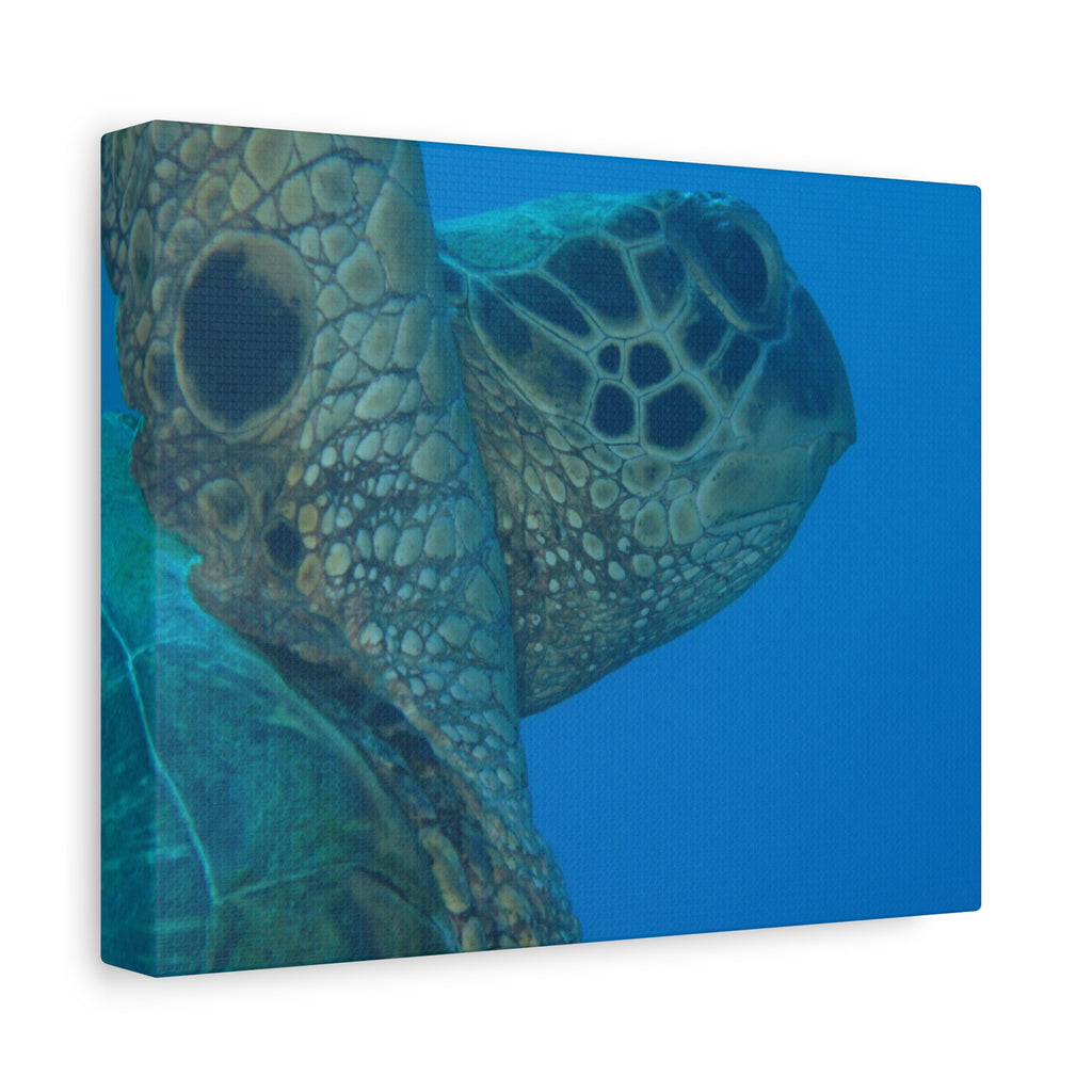Green Sea Turtle Wall Canvas — Matte Stretched Ocean Photography Art