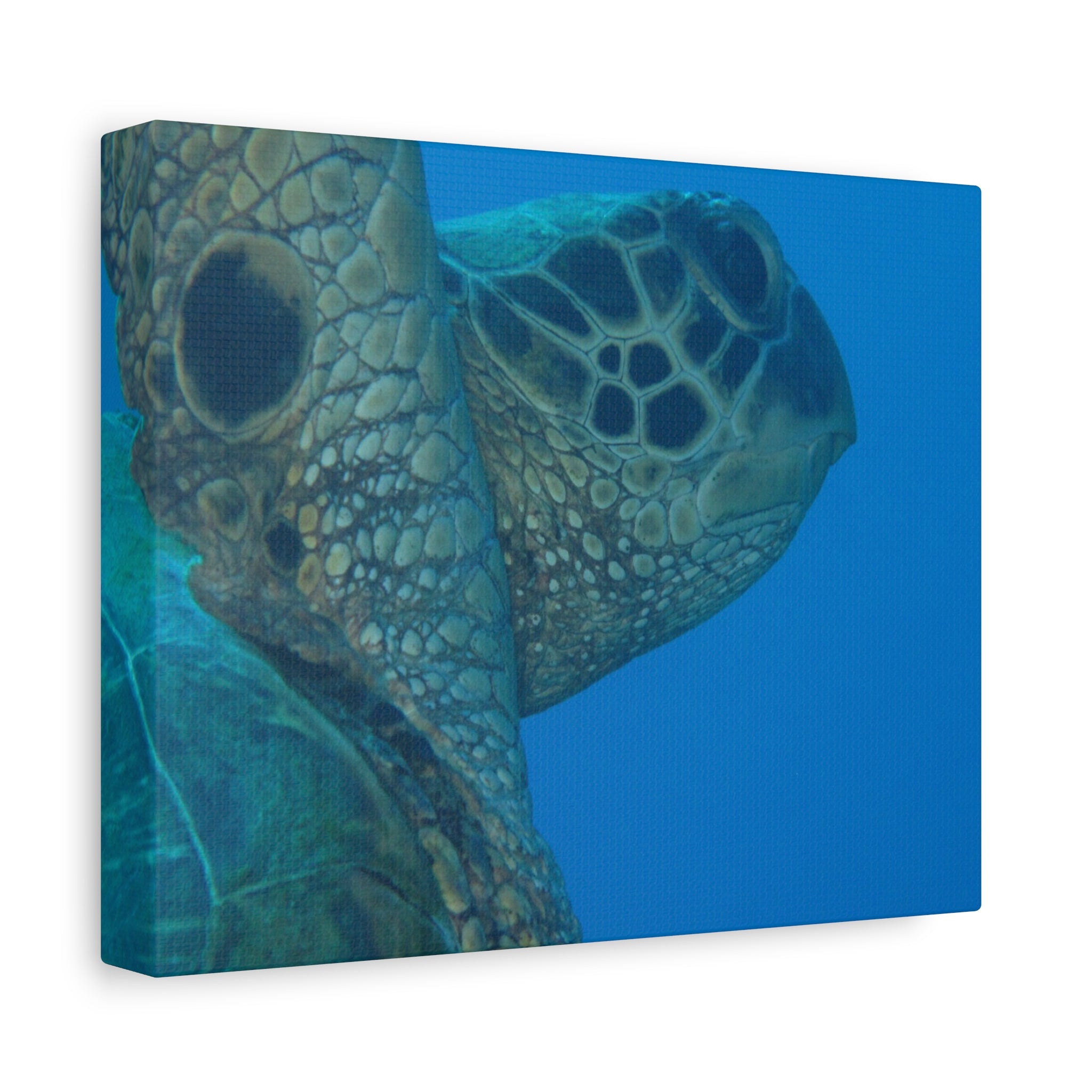 Green Sea Turtle Wall Canvas — Matte Stretched Ocean Photography Art