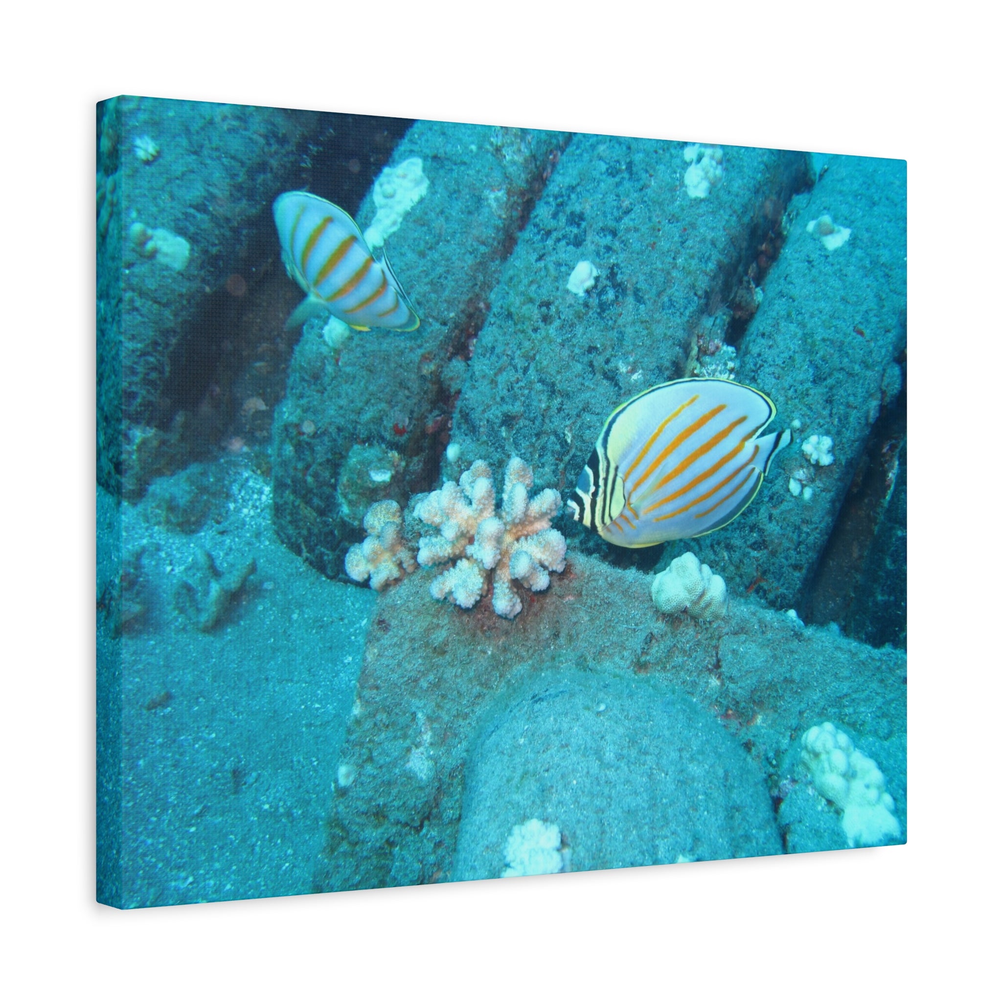 Tropical Butterflyfish Canvas Print — Underwater Coral Reef Wall Art
