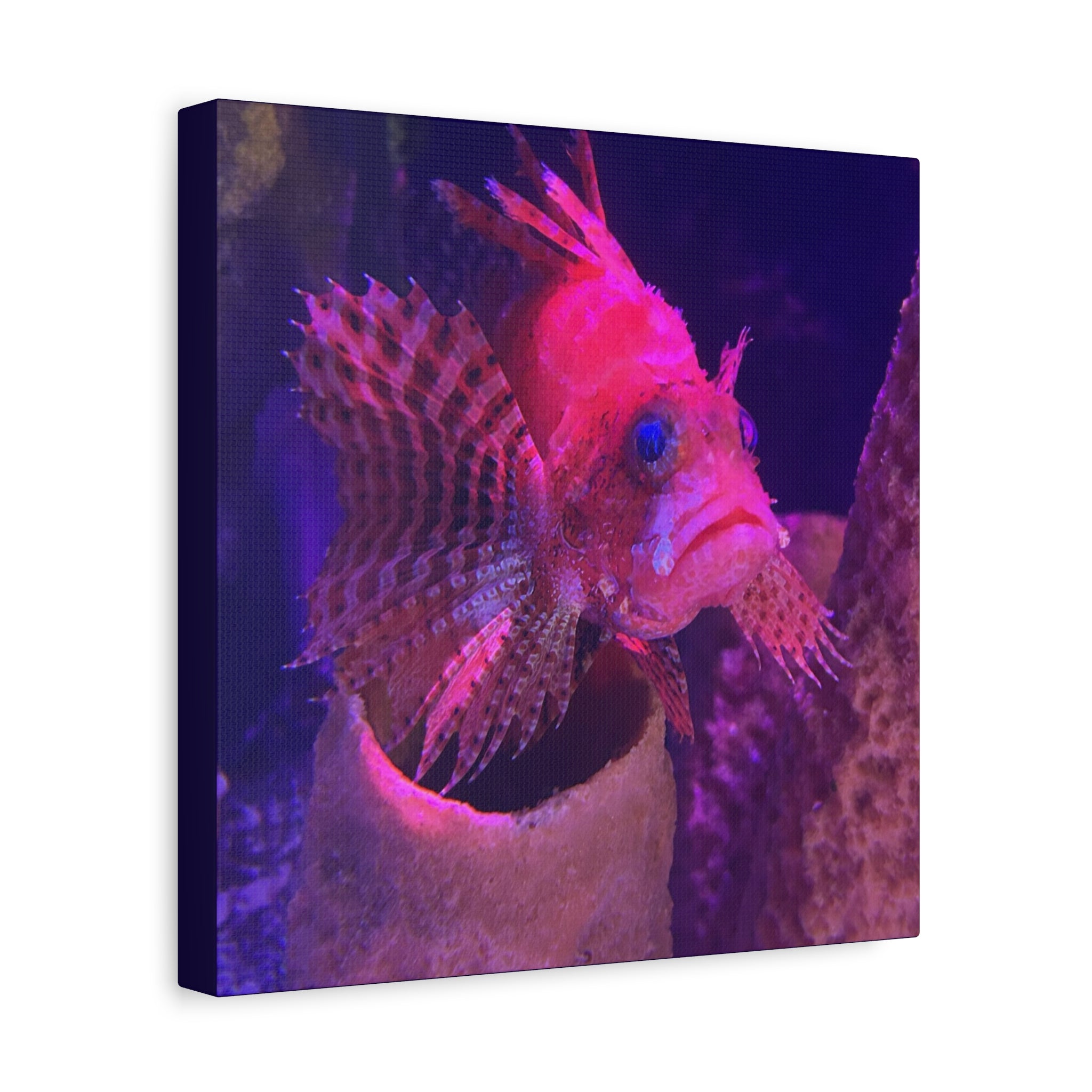 Fuzzy Dwarf Lionfish Canvas Print — Vibrant Marine Wall Art (1.25" Stretched)