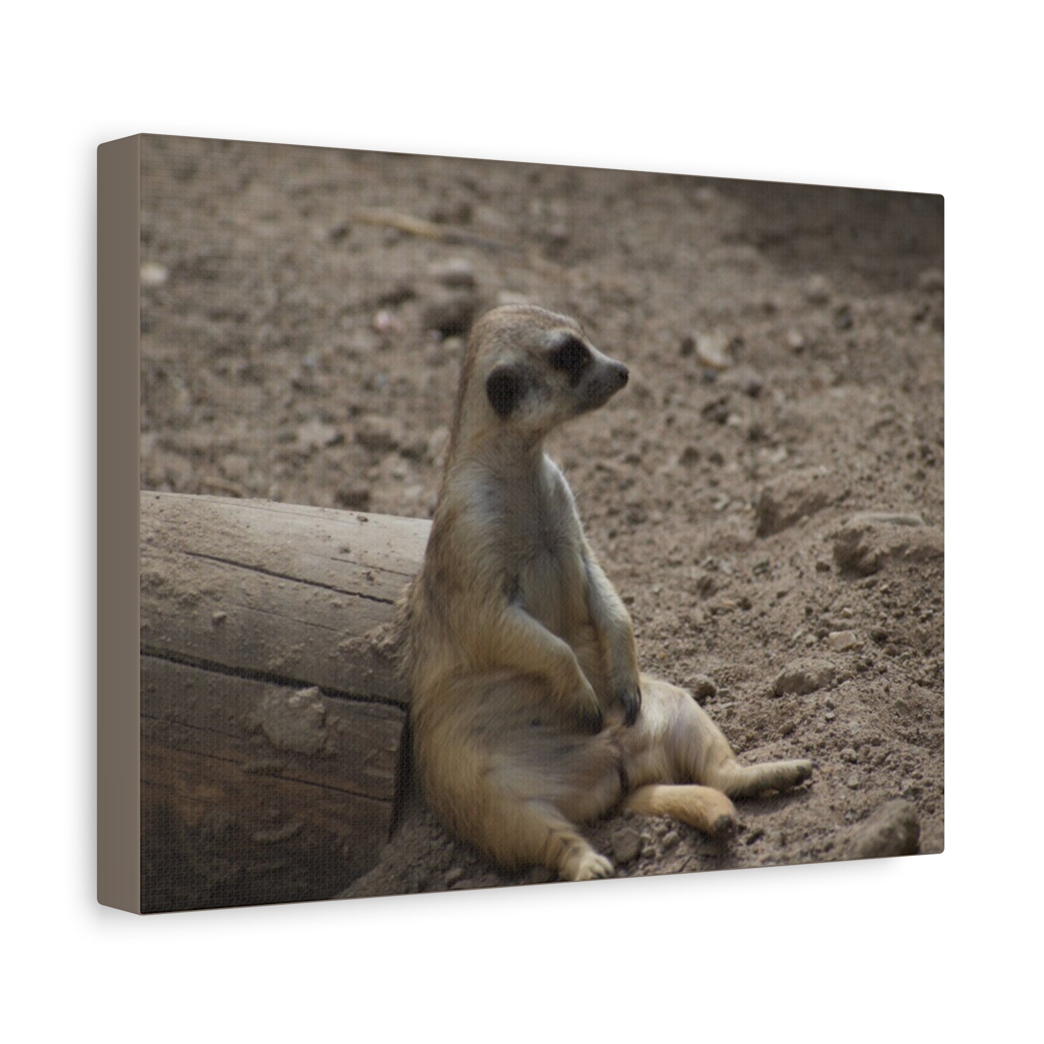 Relaxed Meerkat Matte Canvas Wall Art — Cute Animal Photo Print