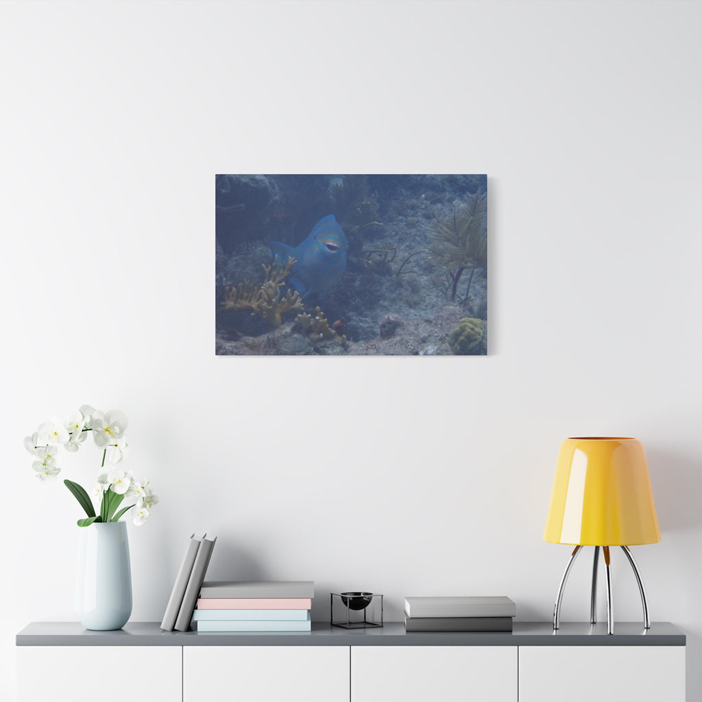 Underwater Parrotfish Canvas Print — Tropical Reef Wall Art