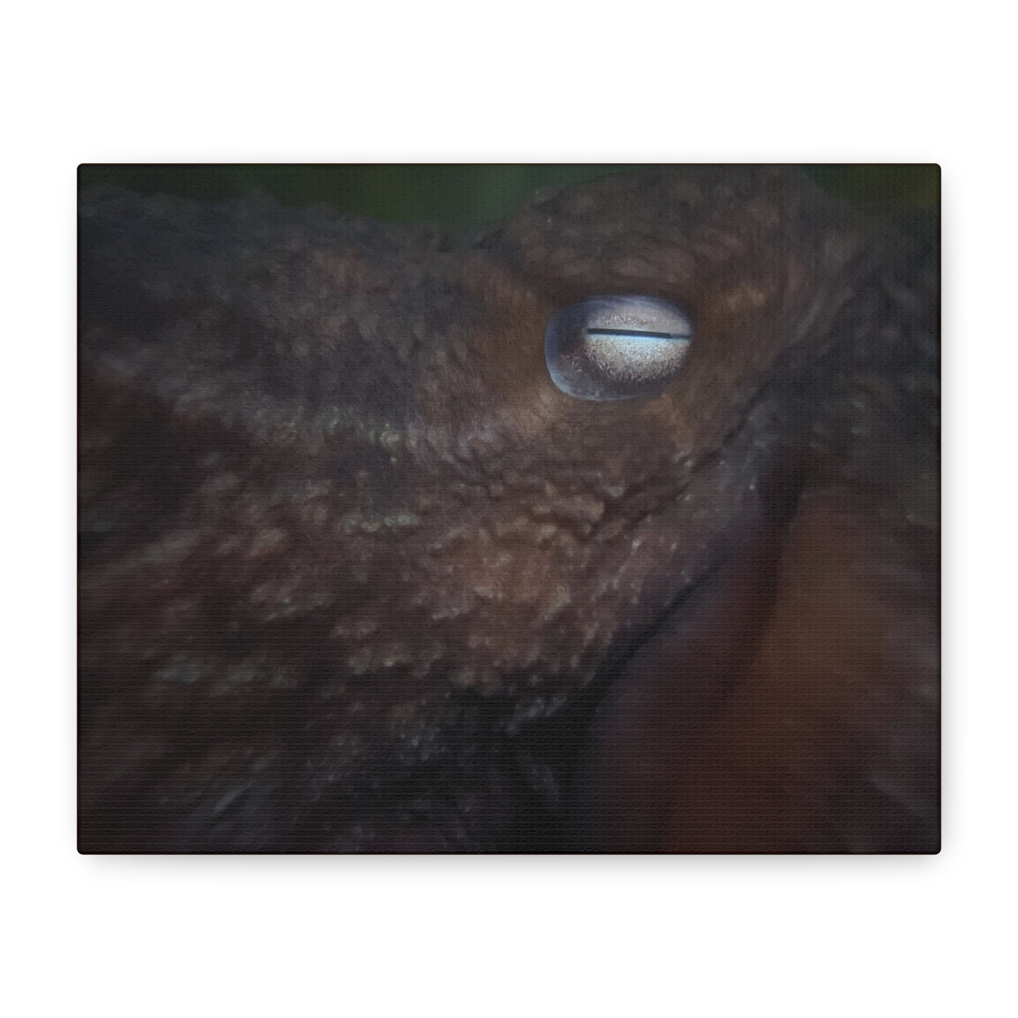 Octopus Eye Matte Canvas Print — Deep Sea Photography Wall Art