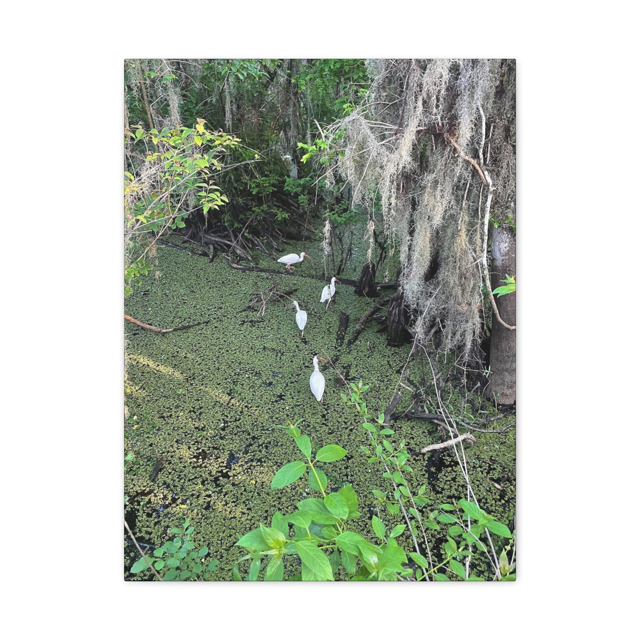 Swamp Egrets Canvas Print — Matte Stretched Nature Wall Art