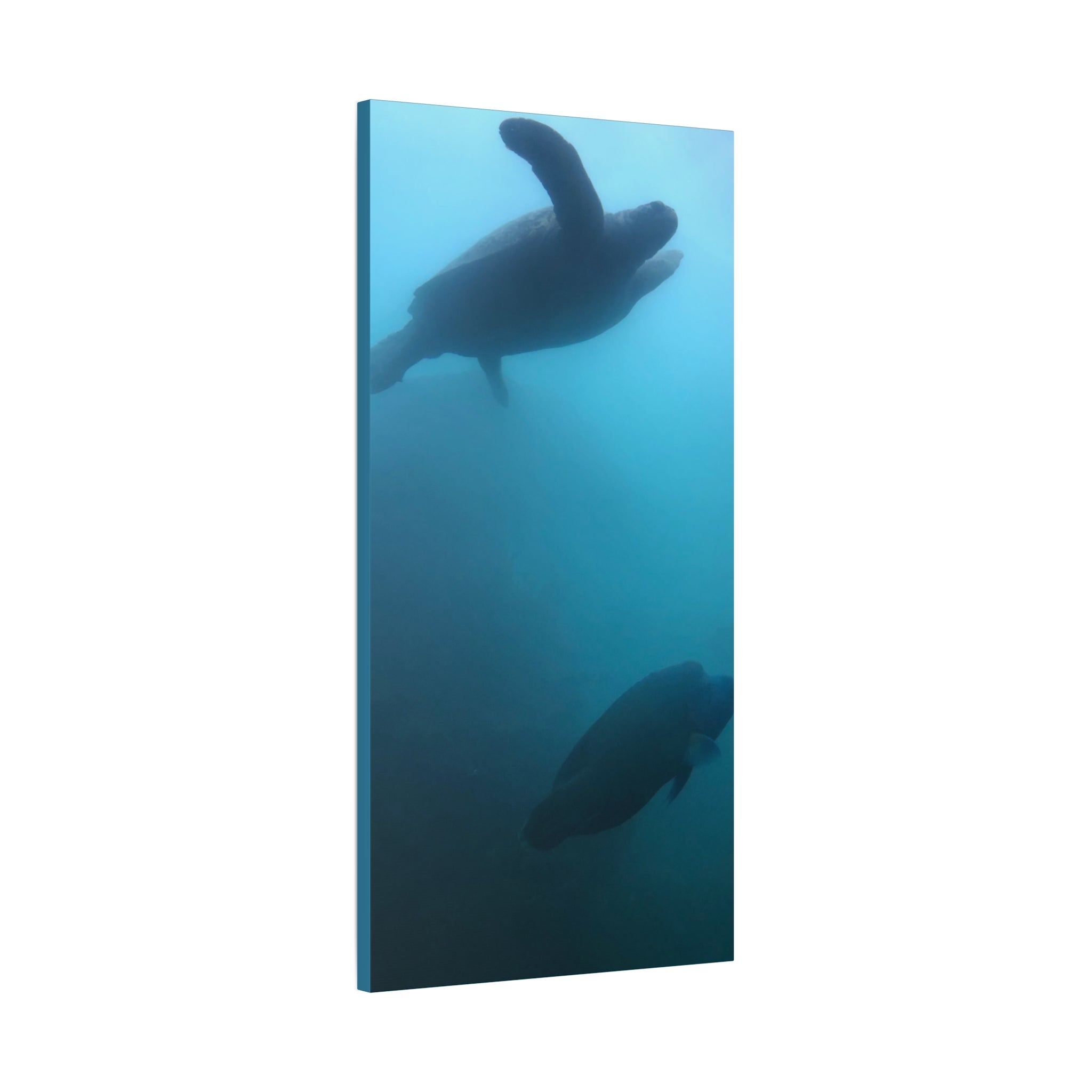 Sea Turtle and Humphead Wrasse Ocean Canvas Wall Art — Matte Stretched 1.25"