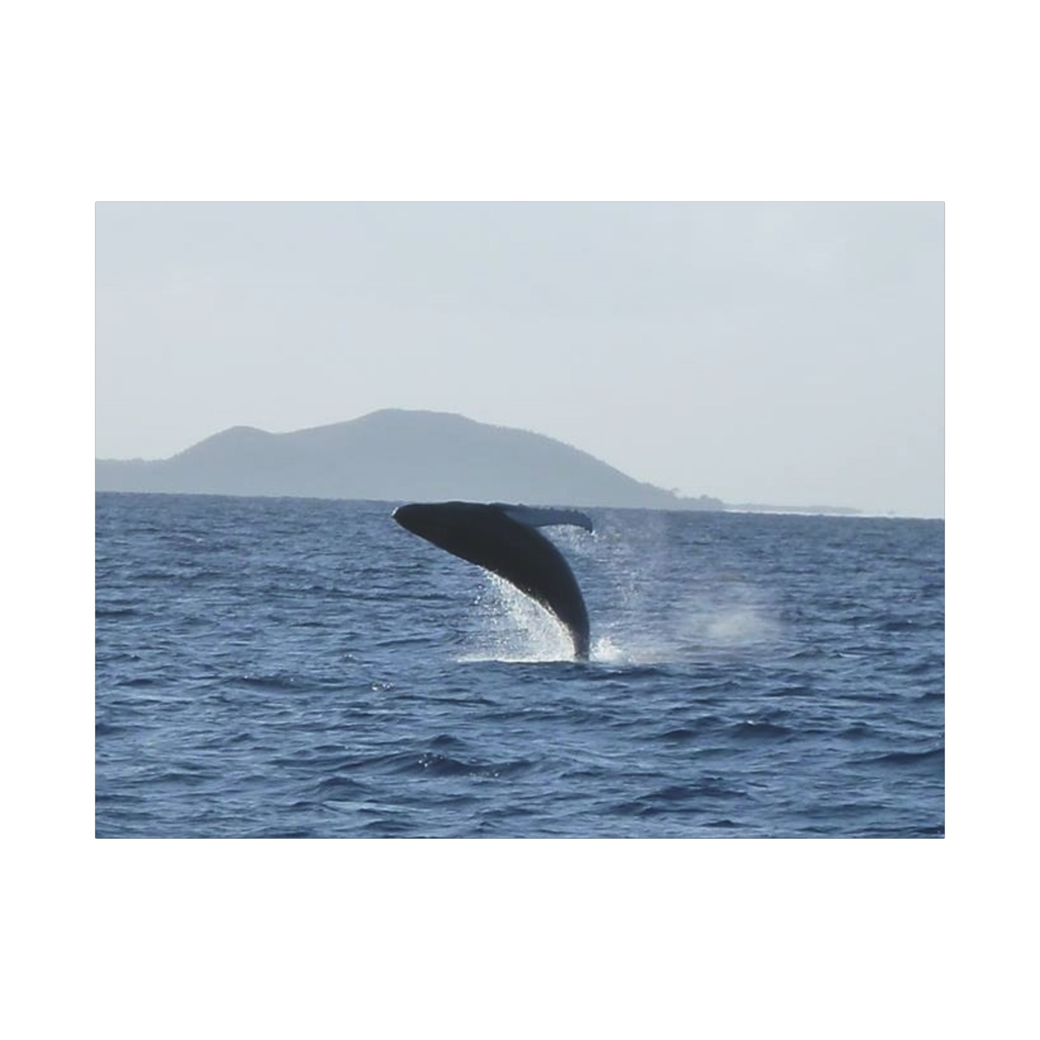 Humpback Whale Breach Matte Canvas Wall Art