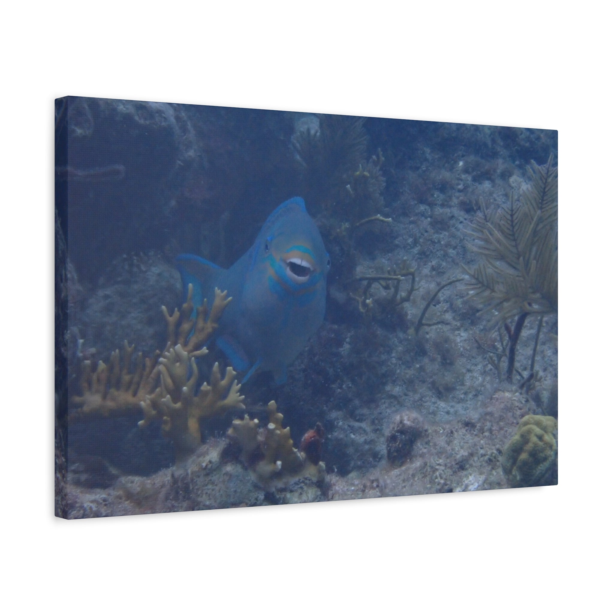 Underwater Parrotfish Canvas Print — Tropical Reef Wall Art