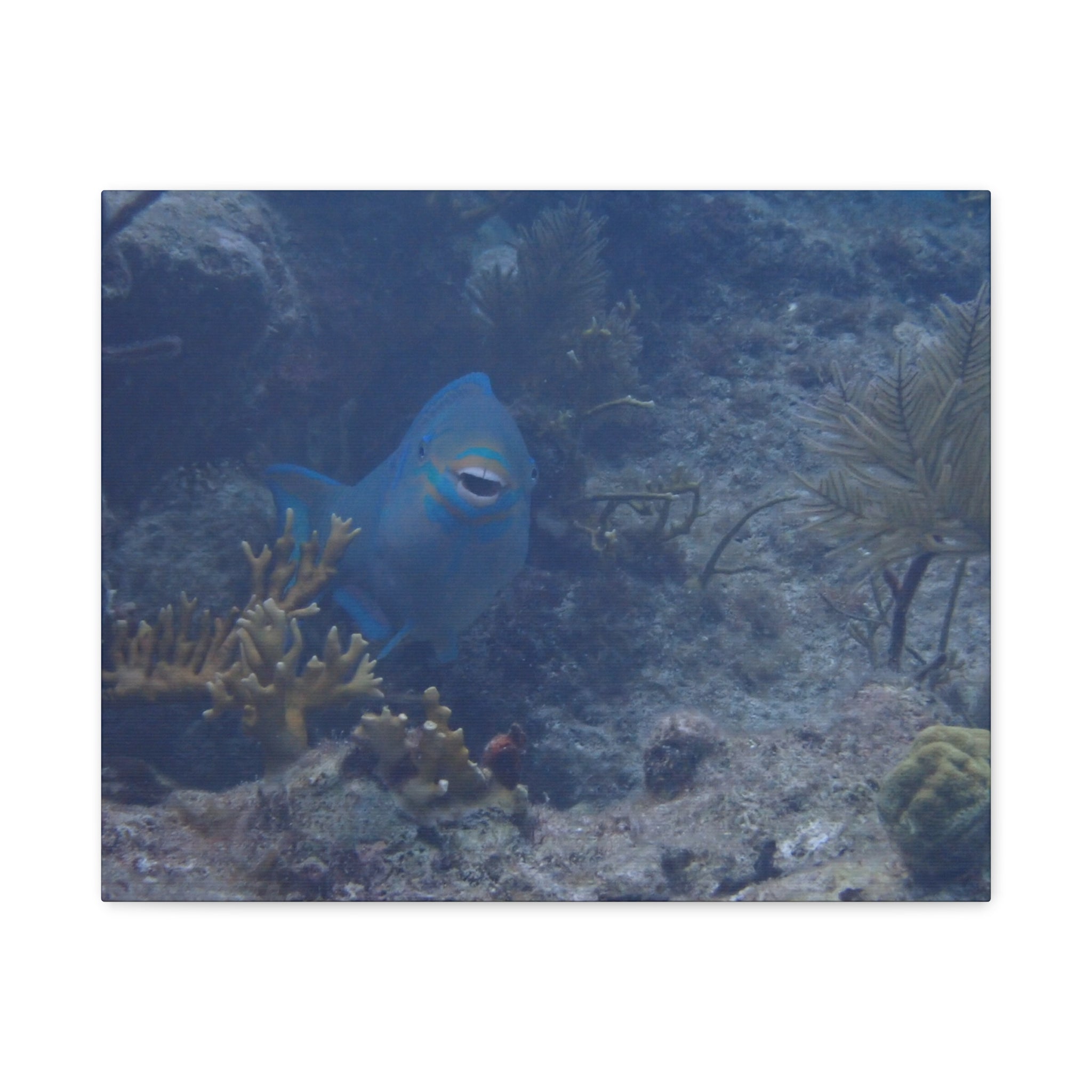 Underwater Parrotfish Canvas Print — Tropical Reef Wall Art