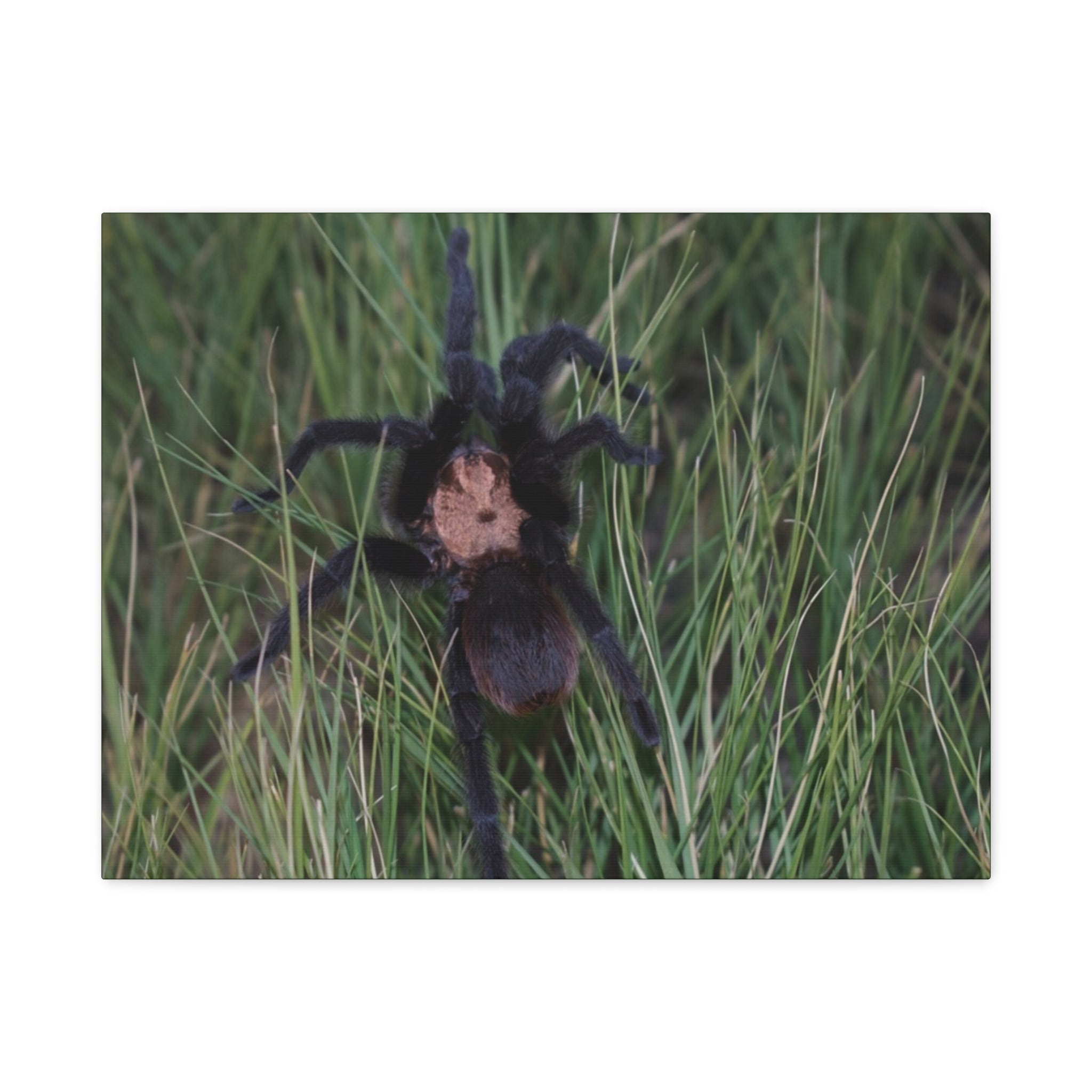 Roaming Tarantula Wall Art Canvas - Realistic Spider Photography on Matte Stretched Canvas