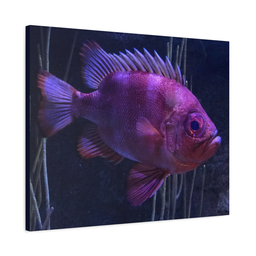 Popeye Catalufa Canvas Print — Vibrant Ocean Wall Art