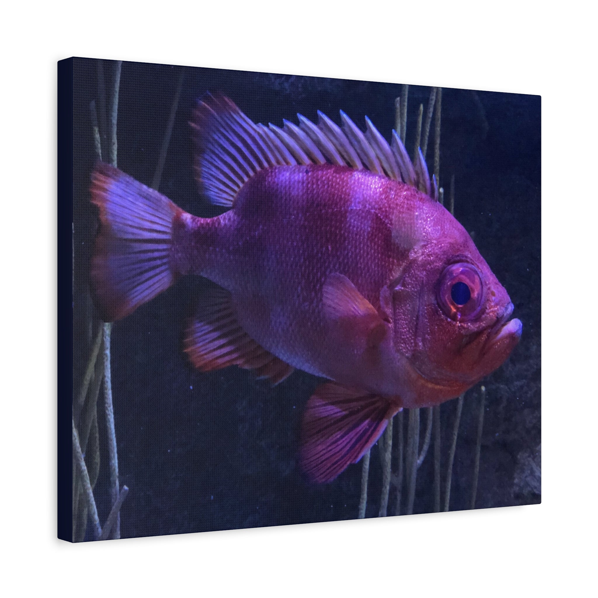 Popeye Catalufa Canvas Print — Vibrant Ocean Wall Art