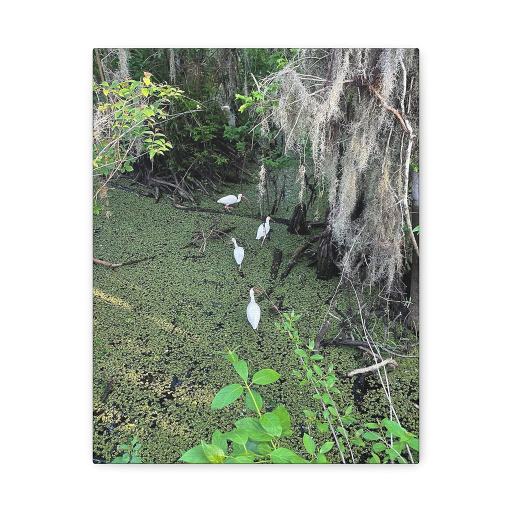 Swamp Egrets Canvas Print — Matte Stretched Nature Wall Art
