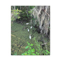 Swamp Egrets Canvas Print — Matte Stretched Nature Wall Art