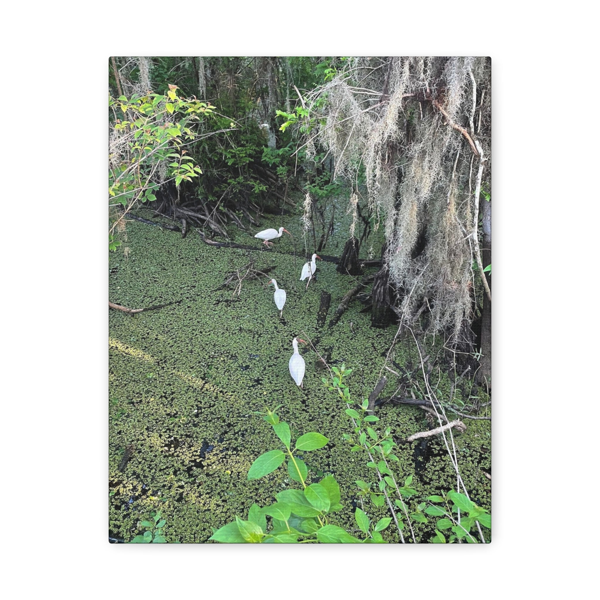 Swamp Egrets Canvas Print — Matte Stretched Nature Wall Art