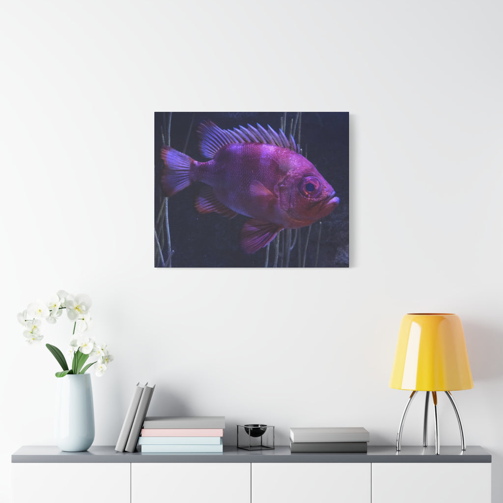 Popeye Catalufa Canvas Print — Vibrant Ocean Wall Art