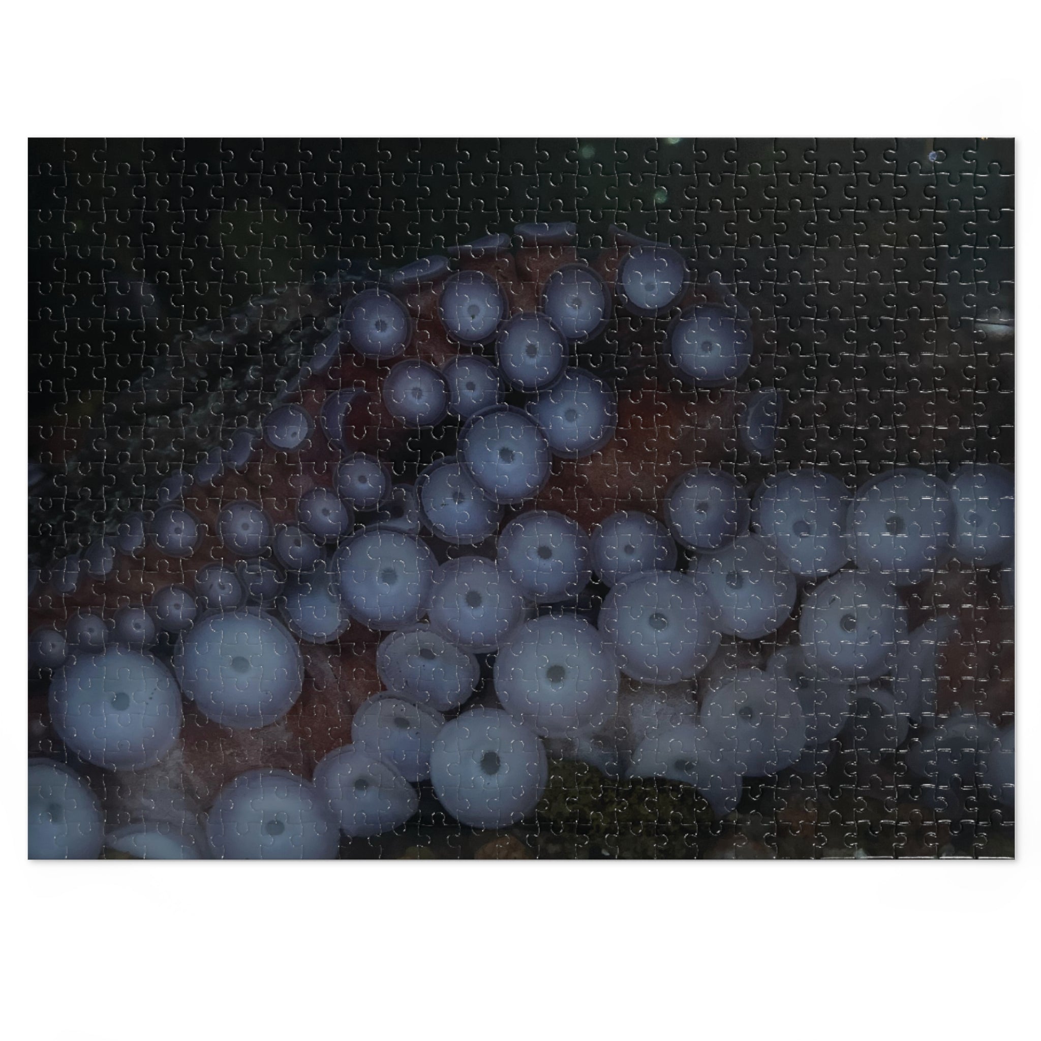 Octopus Suckers Jigsaw Puzzle with Tin — Marine Life Ocean Decor Gift