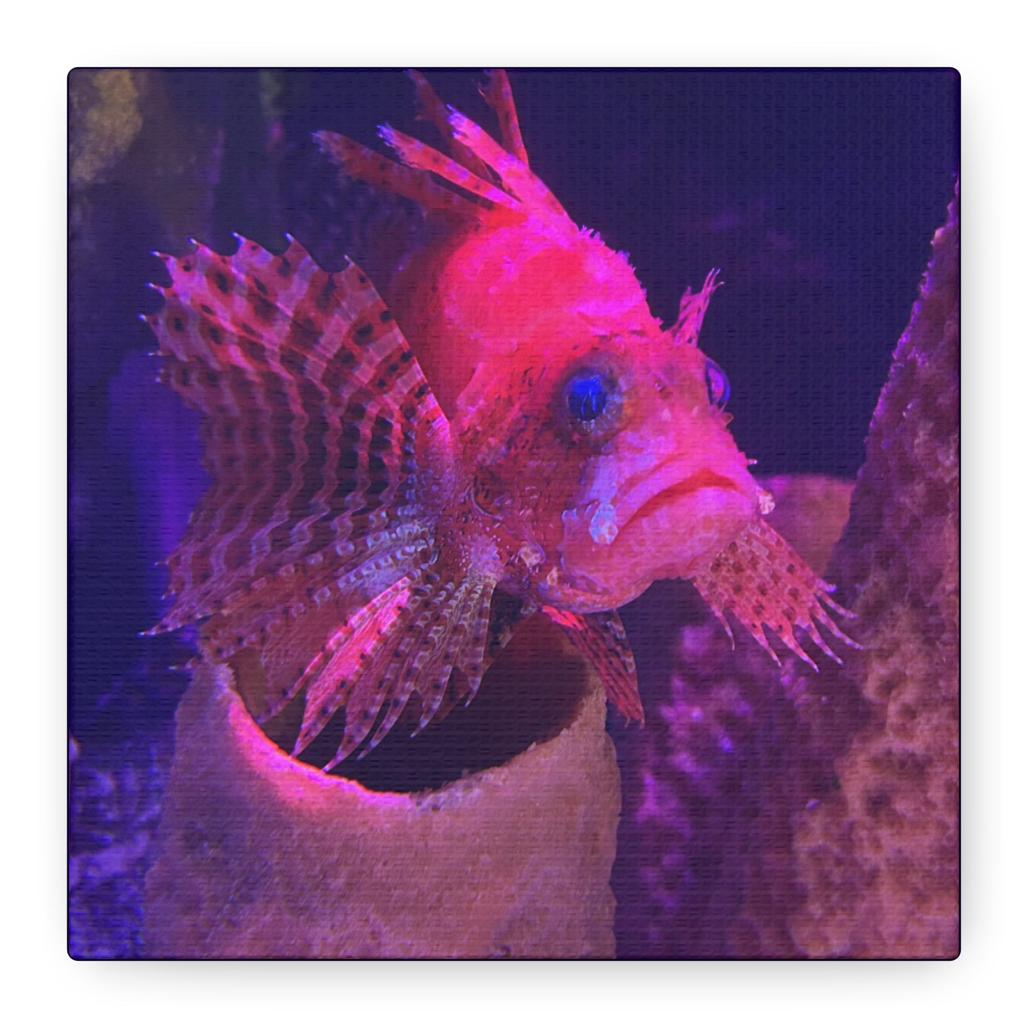 Fuzzy Dwarf Lionfish Canvas Print — Vibrant Marine Wall Art (1.25" Stretched)