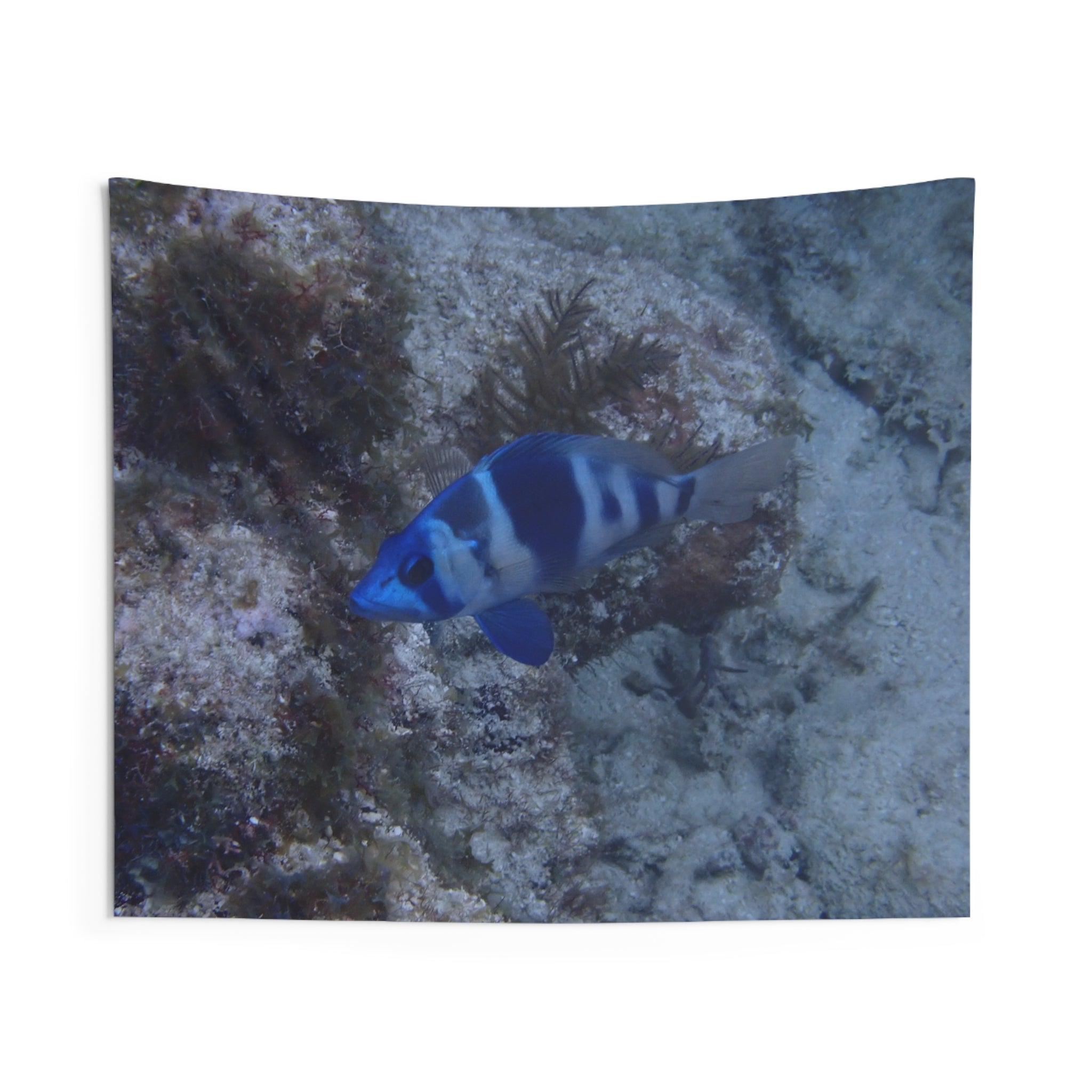 Indigo Hamlet Fish Tapestry — Underwater Ocean Wall Art for Beach Rooms & Marine Décor