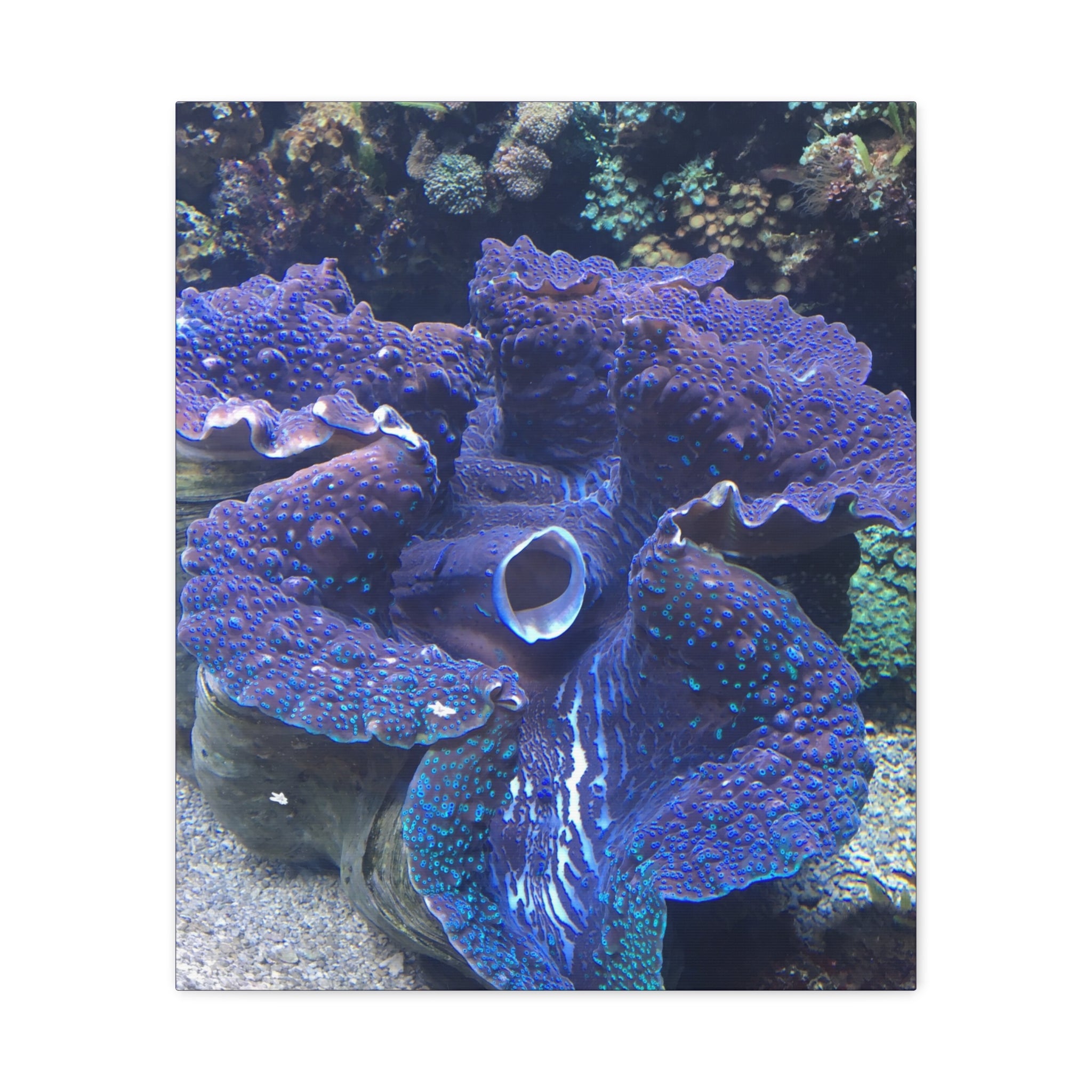 Blue Tridacna Clam Matte Canvas Print — Vibrant Ocean Coral Wall Art