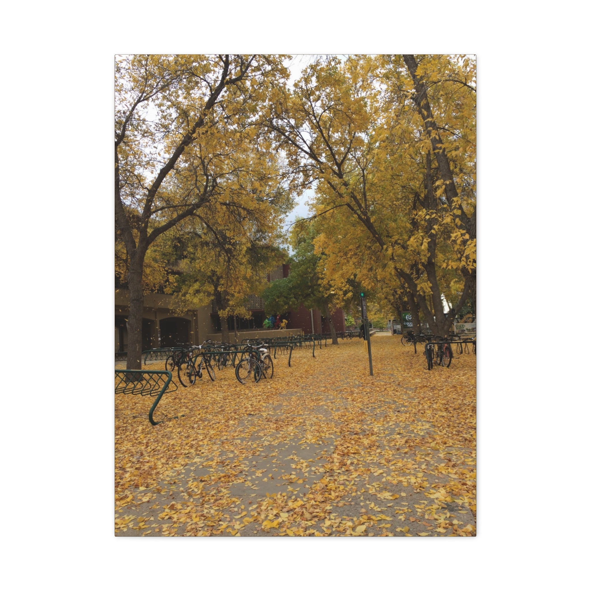 Autumn Campus Walk Matte Canvas Print