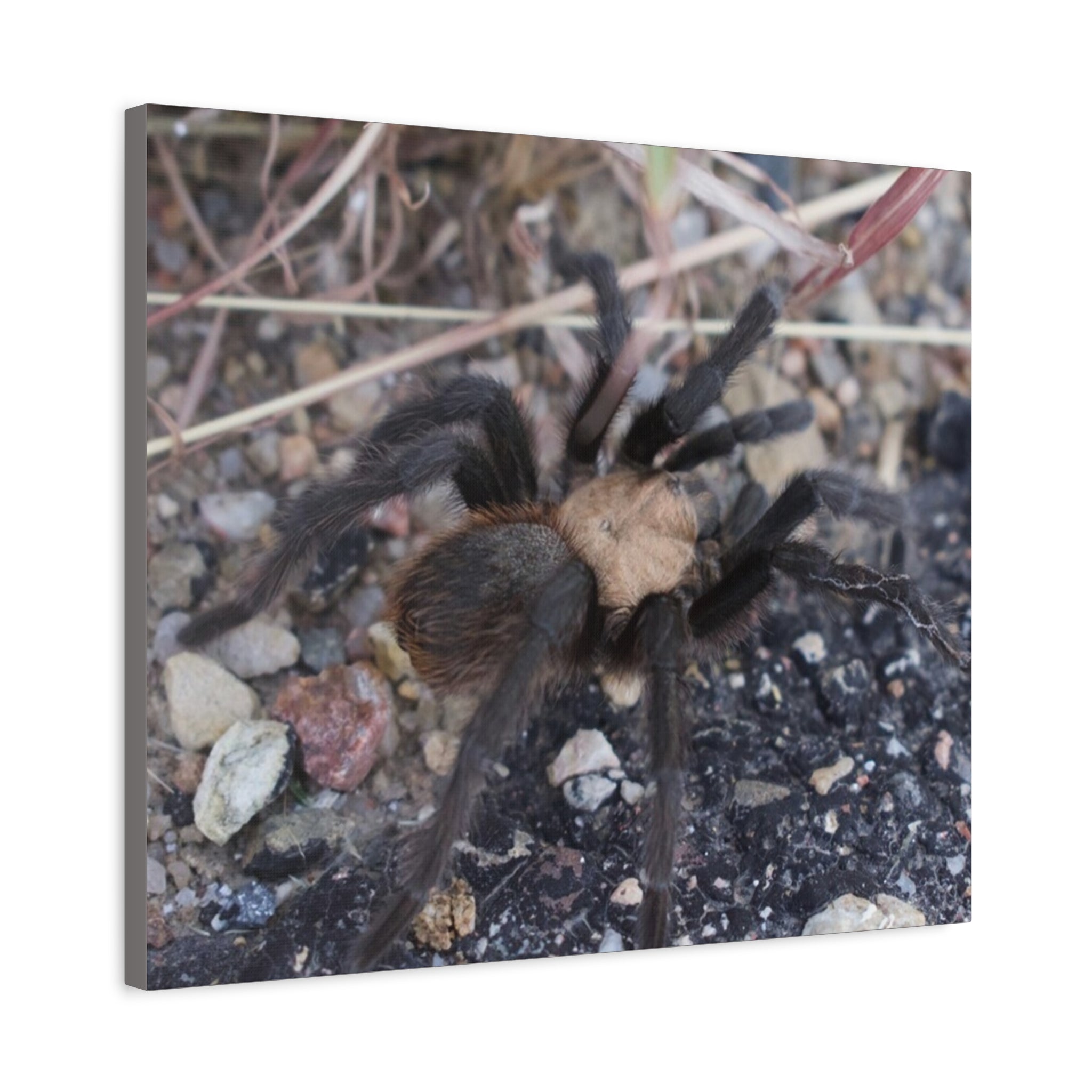 Tarantula Canvas Print — Matte Stretched Wall Art