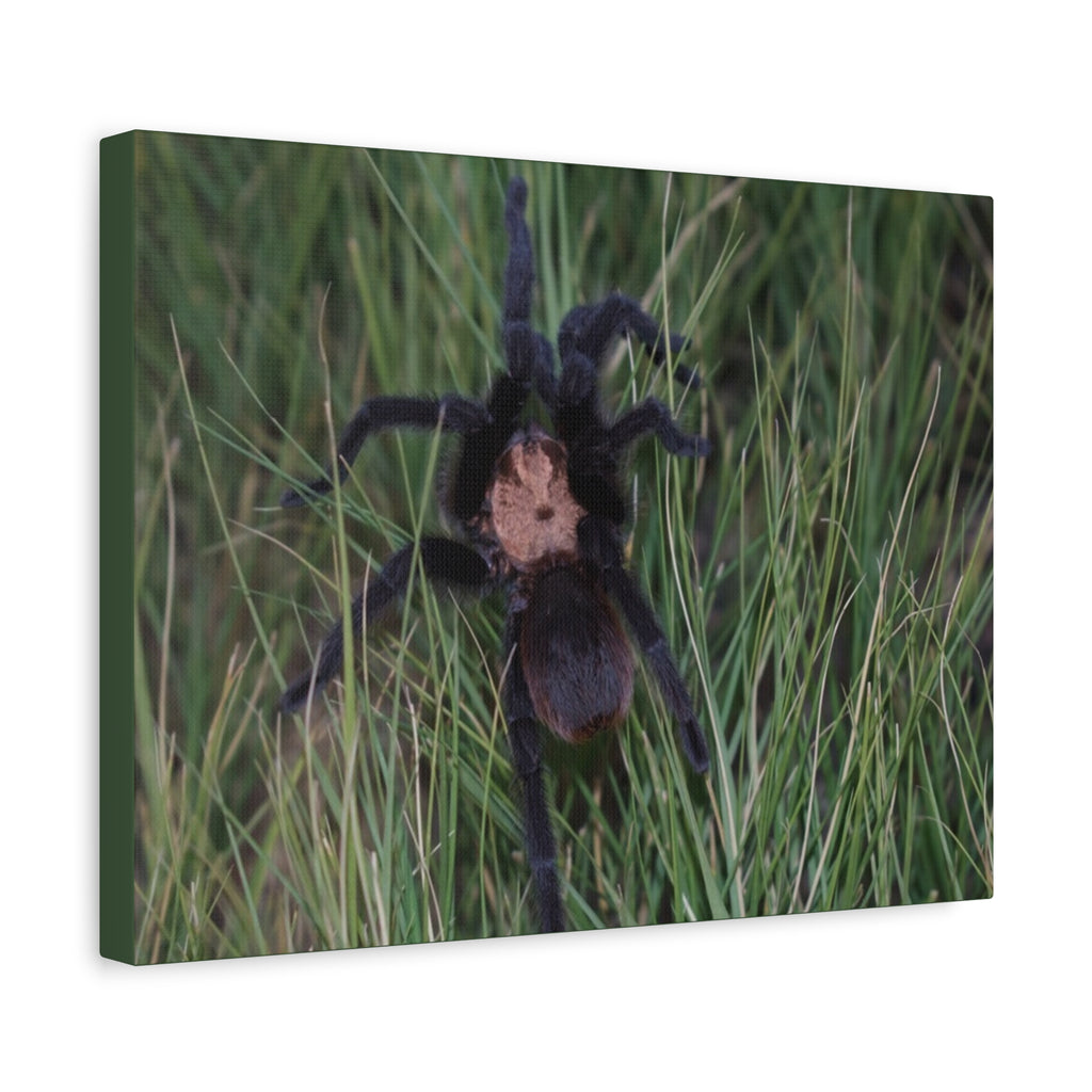 Roaming Tarantula Wall Art Canvas - Realistic Spider Photography on Matte Stretched Canvas